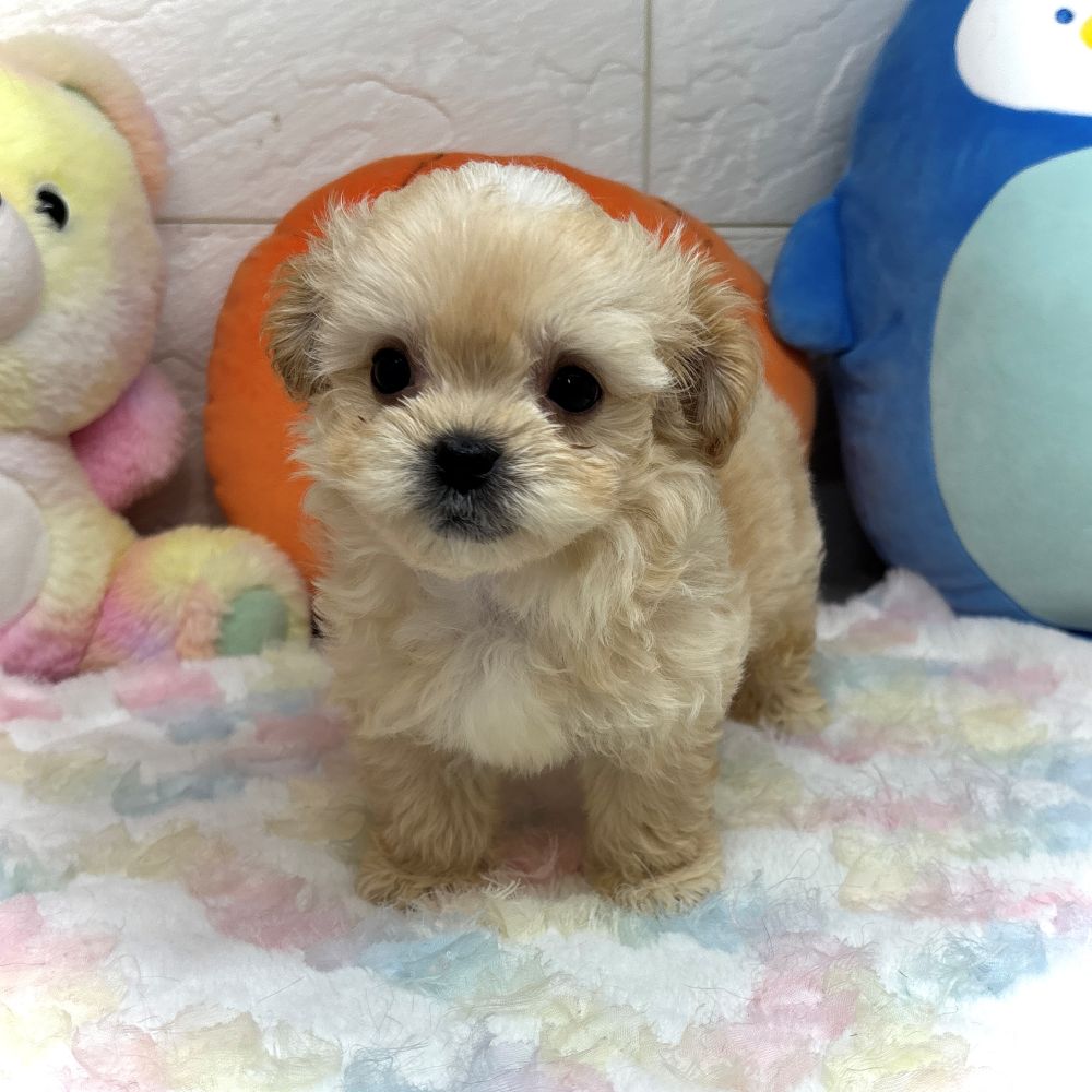 兵庫県のペキプー(ペキニーズ×プードル) (犬の家＆猫の里ゆめタウン姫路店/2026年8月20日生まれ/男の子/クリーム)の子犬の3枚目の画像