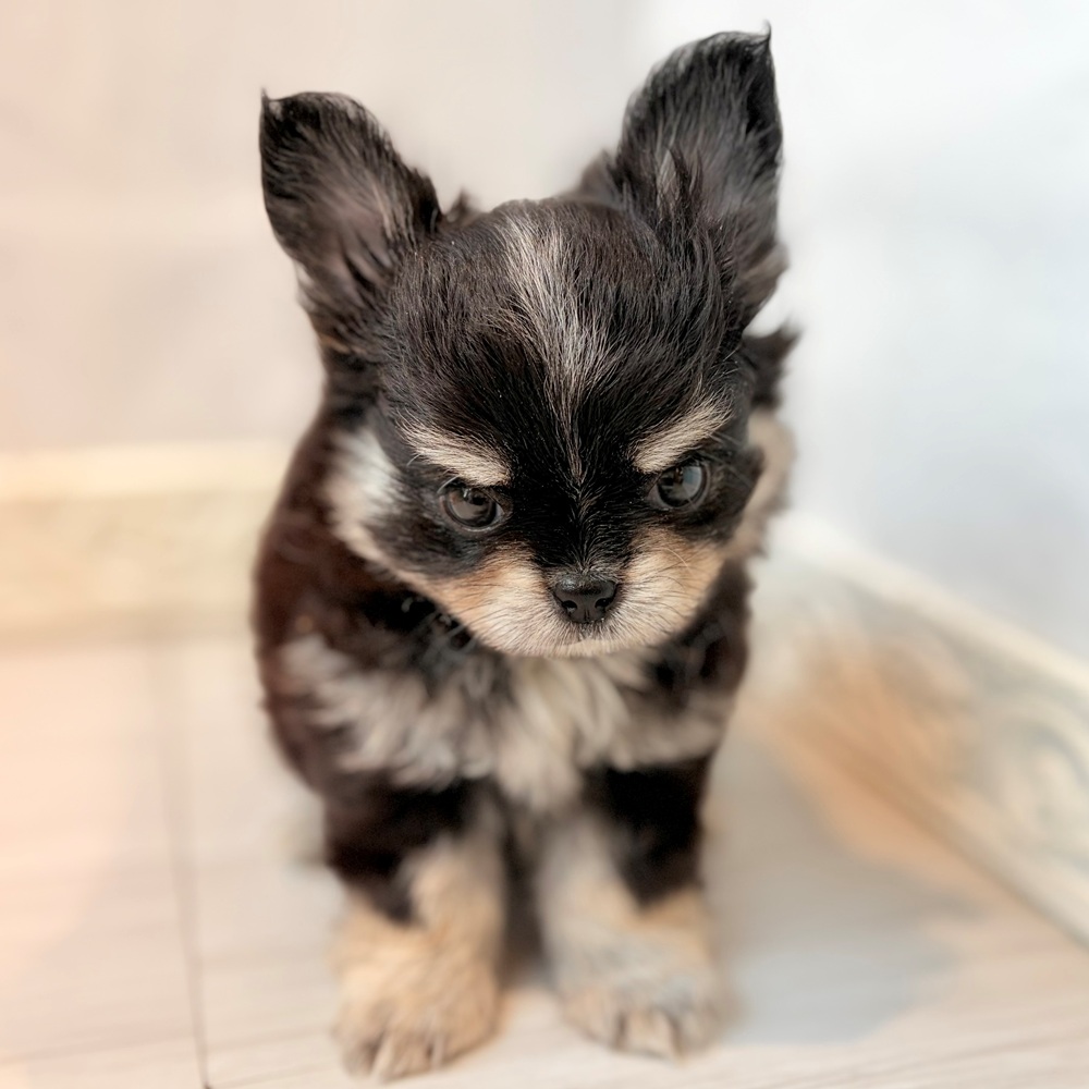 愛知県のチワワ(ロング) (犬の家＆猫の里春日井本店/2026年8月21日生まれ/男の子/ブラッククリームホワイト)の子犬の3枚目の画像