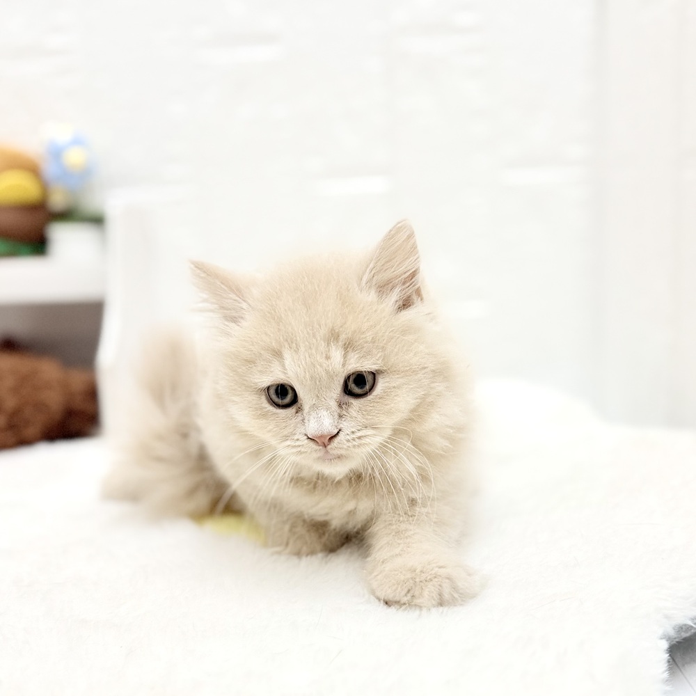 愛知県のマンチカン (犬の家＆猫の里豊川インター店/2026年8月18日生まれ/男の子/クリームタビー)の子猫の3枚目の画像
