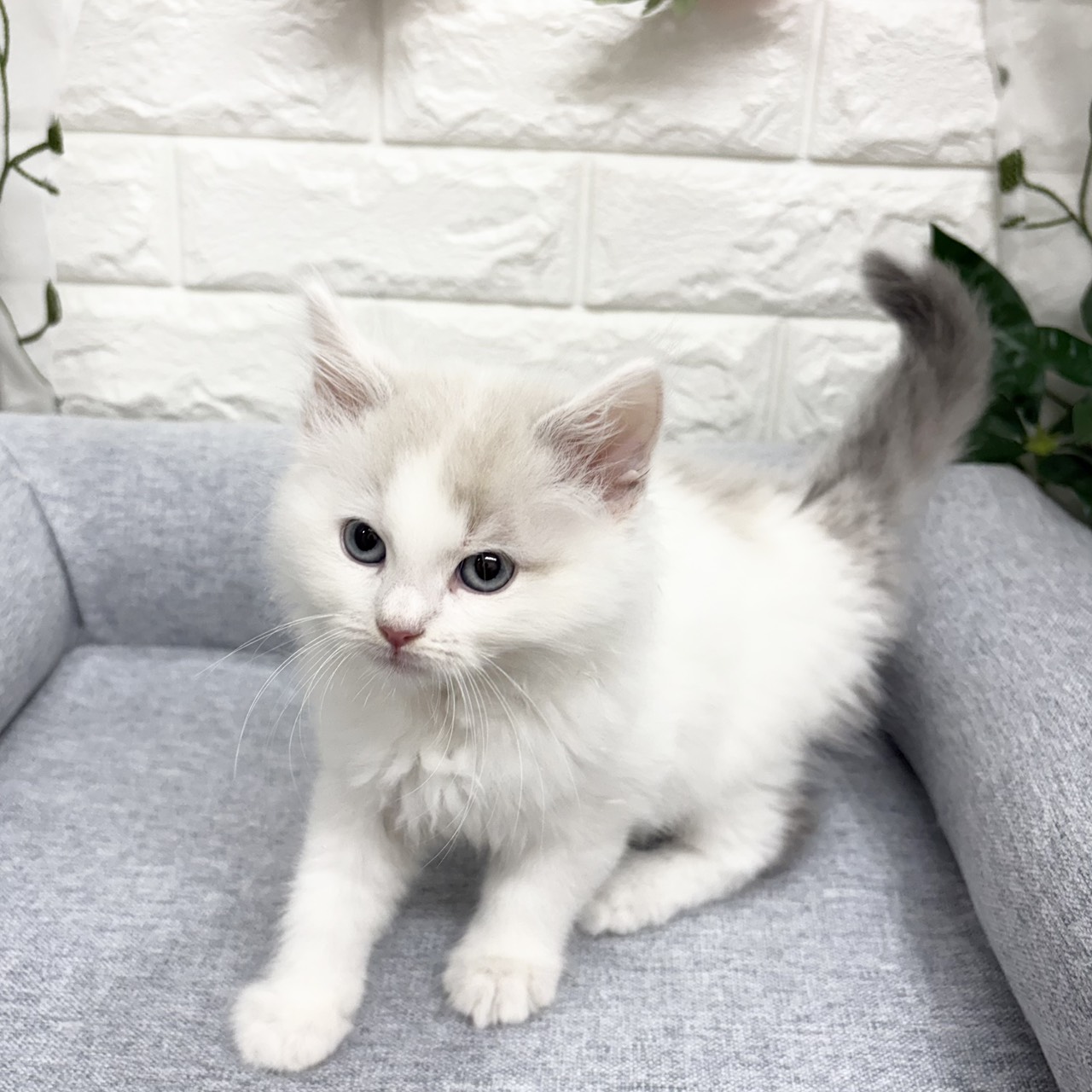 長野県のノルウェージャンフォレストキャット (犬の家＆猫の里塩尻店/2026年8月20日生まれ/男の子/ブルータビーホワイト)の子猫の3枚目の画像