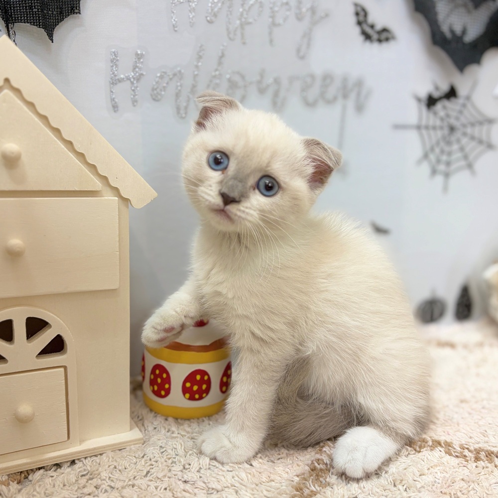 静岡県のスコティッシュフォールド (犬の家＆猫の里プレ葉ウォーク浜北店/2026年8月22日生まれ/女の子/ブルーリンクスポイントホワイト)の子猫の3枚目の画像