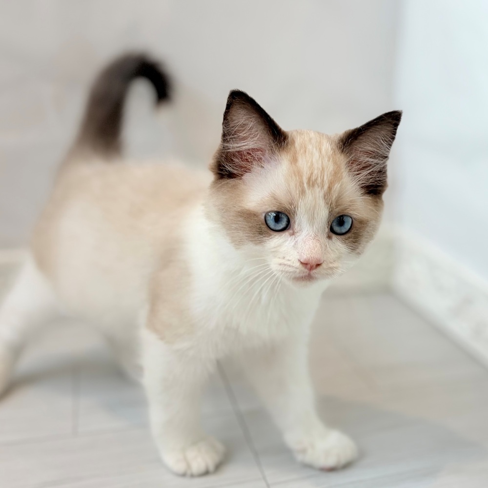 愛知県のラグドール (犬の家＆猫の里春日井本店/2026年8月16日生まれ/男の子/シールポイントバイカラー)の子猫の3枚目の画像