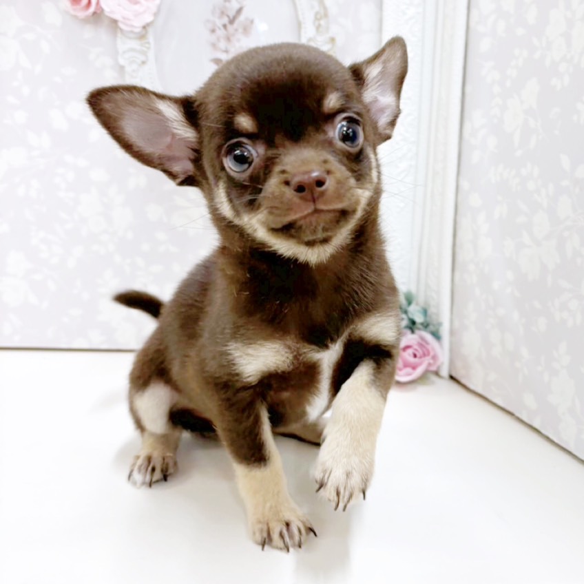 富山県のチワワ(スムース) (犬の家＆猫の里アミーゴ高岡蓮花寺店/2026年8月19日生まれ/男の子/チョコレートクリーム)の子犬の3枚目の画像