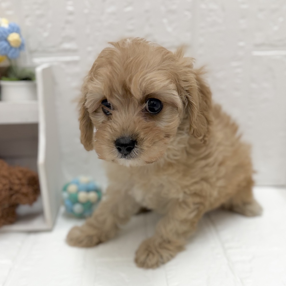 愛知県のキャバプー(キャバリア×プードル) (犬の家＆猫の里豊川インター店/2026年8月21日生まれ/女の子/アプリコットホワイト)の子犬の3枚目の画像