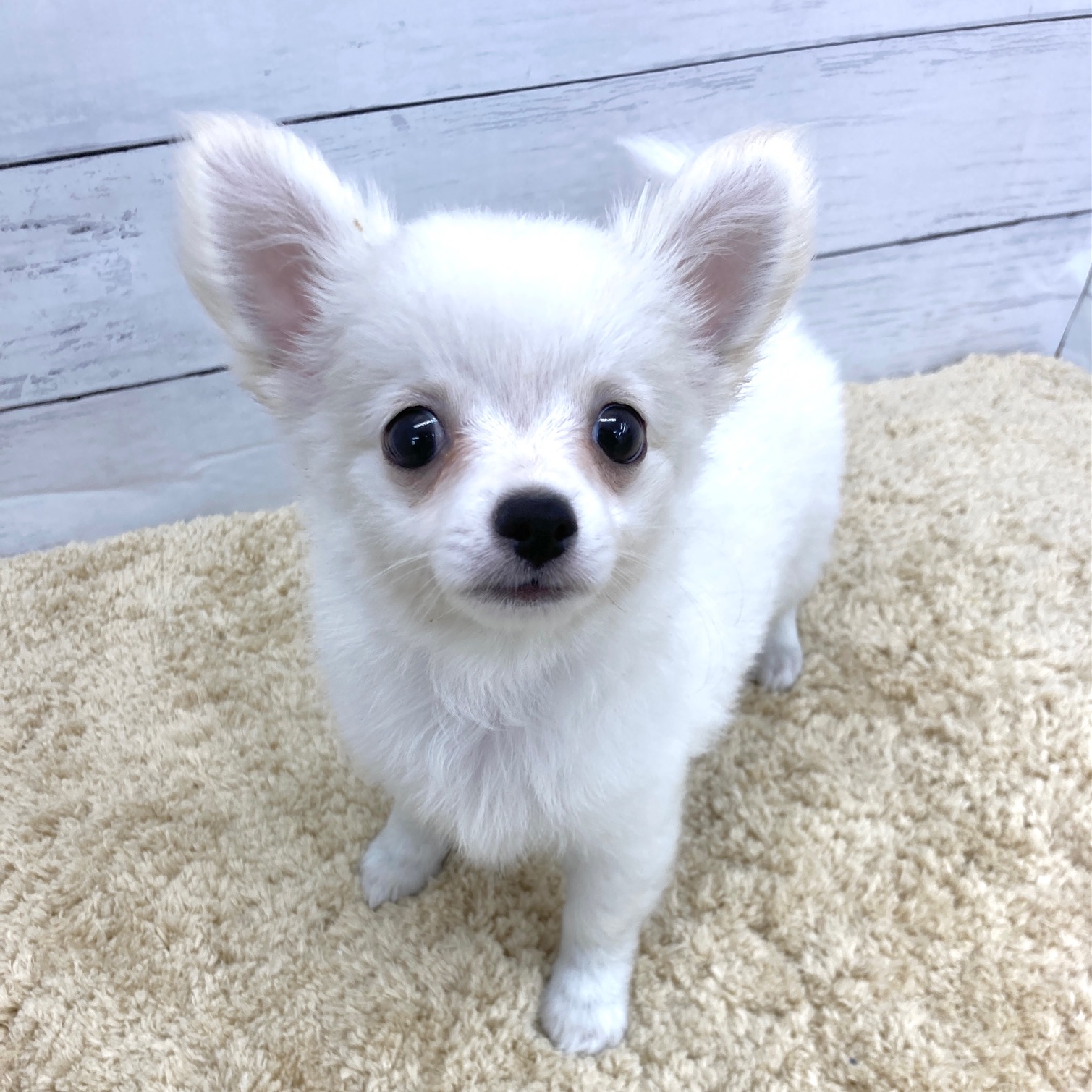 愛知県のチワワ(ロング) (犬の家＆猫の里七宝店/2026年8月17日生まれ/男の子/クリームホワイト)の子犬の3枚目の画像