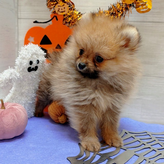 岡山県のポメラニアン (犬の家＆猫の里天満屋ハピーズ西大寺モール店/2026年8月20日生まれ/女の子/オレンジセーブル)の子犬の3枚目の画像