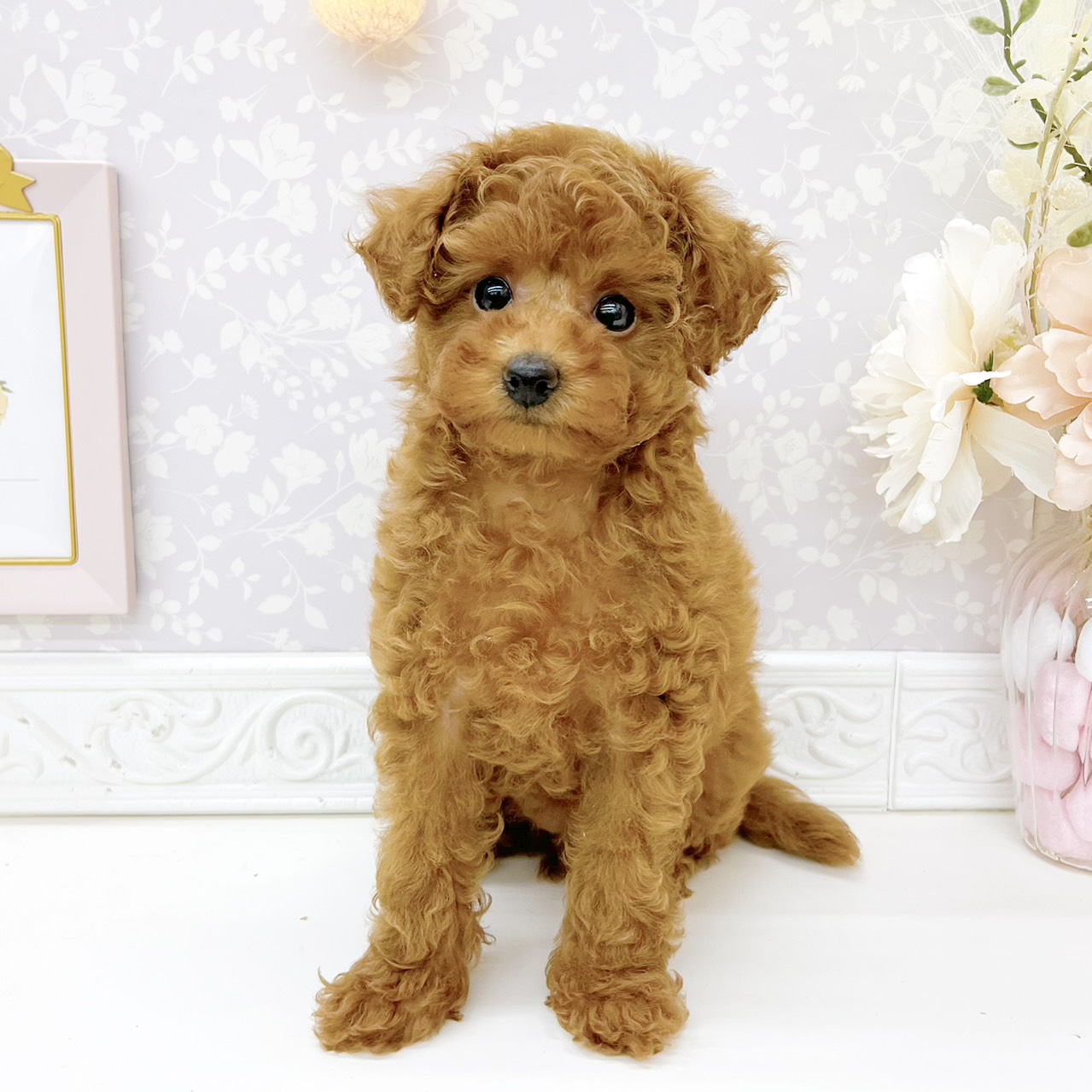 富山県のトイプードル(トイ) (犬の家＆猫の里富山店/2026年8月23日生まれ/女の子/レッド)の子犬の3枚目の画像