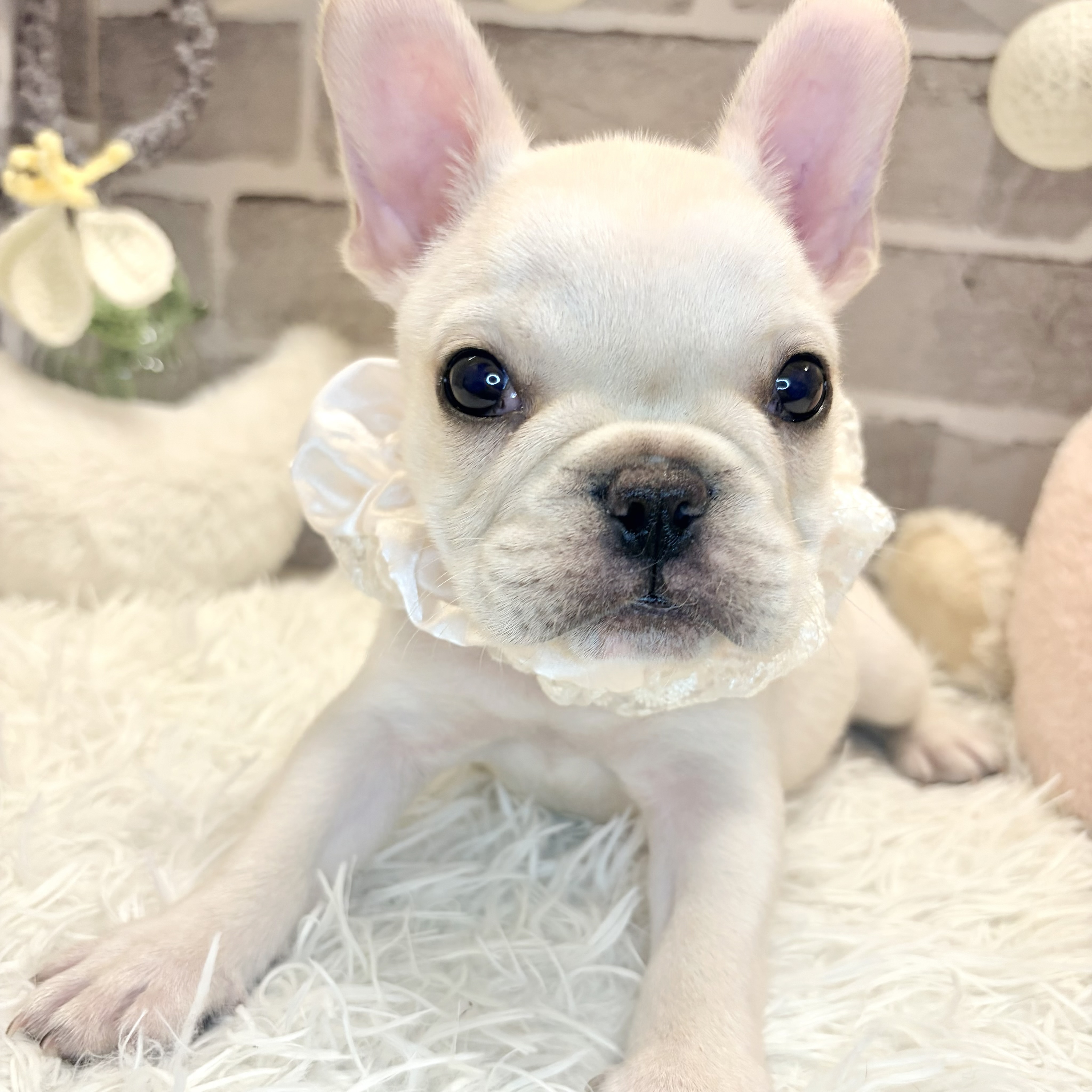 兵庫県のフレンチブルドッグ (犬の家＆猫の里神戸店/2026年8月20日生まれ/女の子/クリーム)の子犬の3枚目の画像