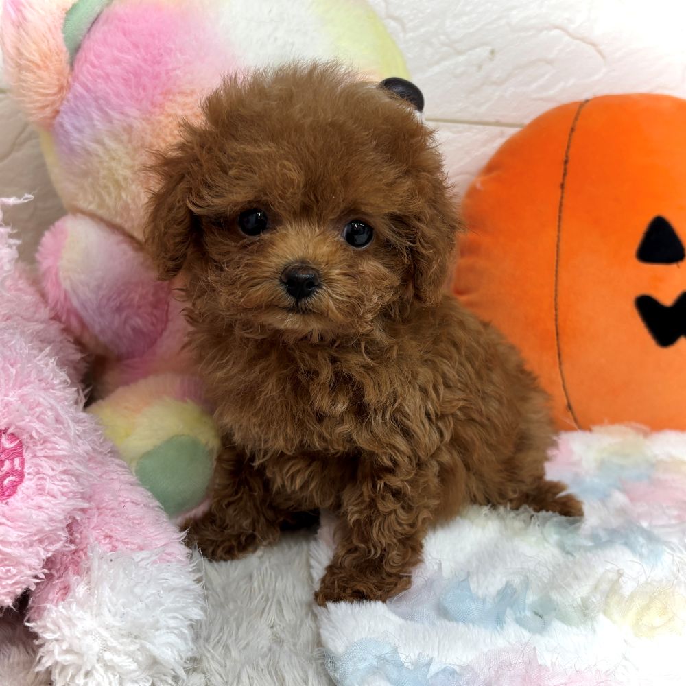 兵庫県のトイプードル(ティーカップ) (犬の家＆猫の里ゆめタウン姫路店/2026年8月14日生まれ/女の子/レッドフォーン)の子犬の1枚目の画像