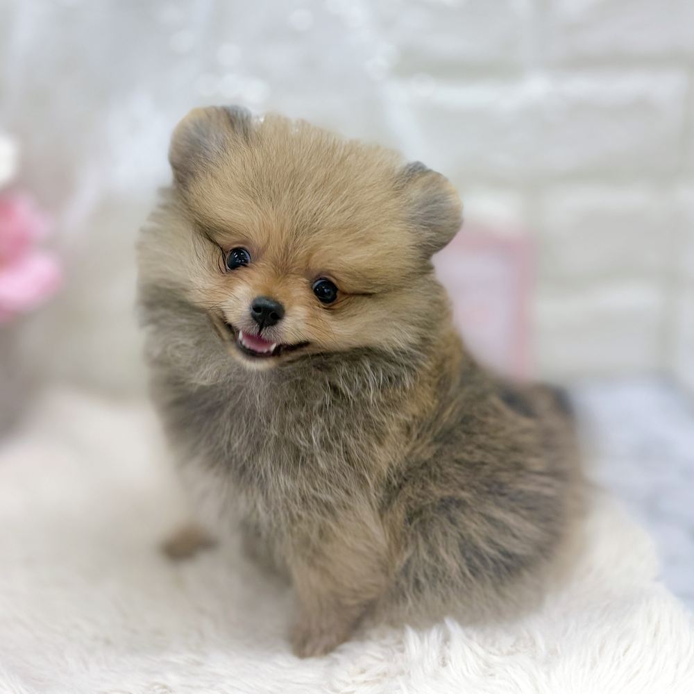 福井県のポメラニアン (犬の家＆猫の里アミーゴ福井大和田店/2026年8月21日生まれ/女の子/オレンジセーブル)の子犬の3枚目の画像