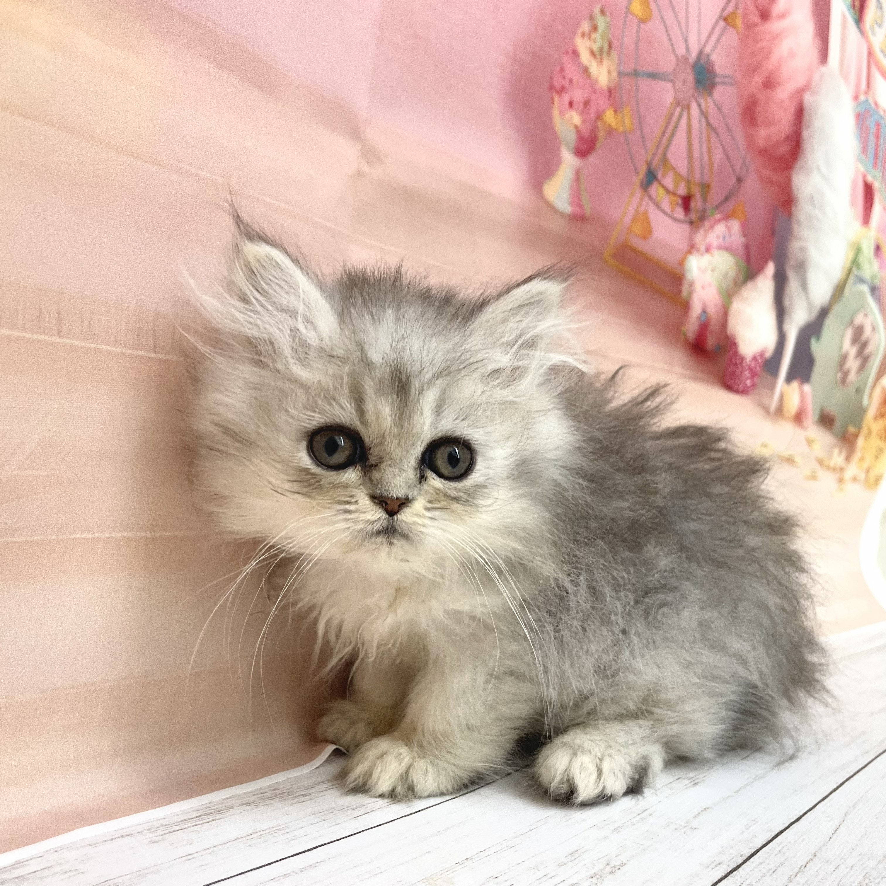 兵庫県のエキゾチック (犬の家＆猫の里尼崎店/2026年8月20日生まれ/男の子/チンチラシルバー)の子猫の3枚目の画像