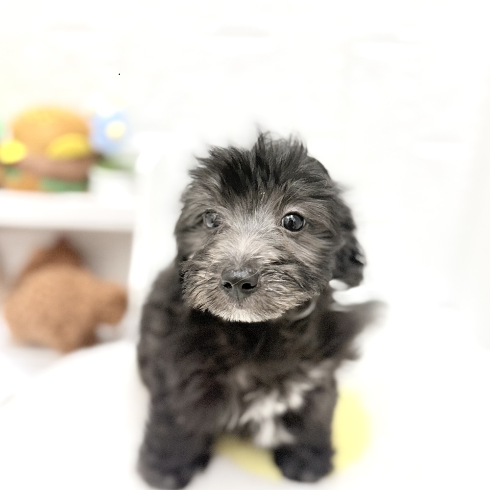 愛知県のマルックス(マルチーズ×ダックス) (犬の家＆猫の里豊川インター店/2026年8月18日生まれ/男の子/シルバー)の子犬の3枚目の画像