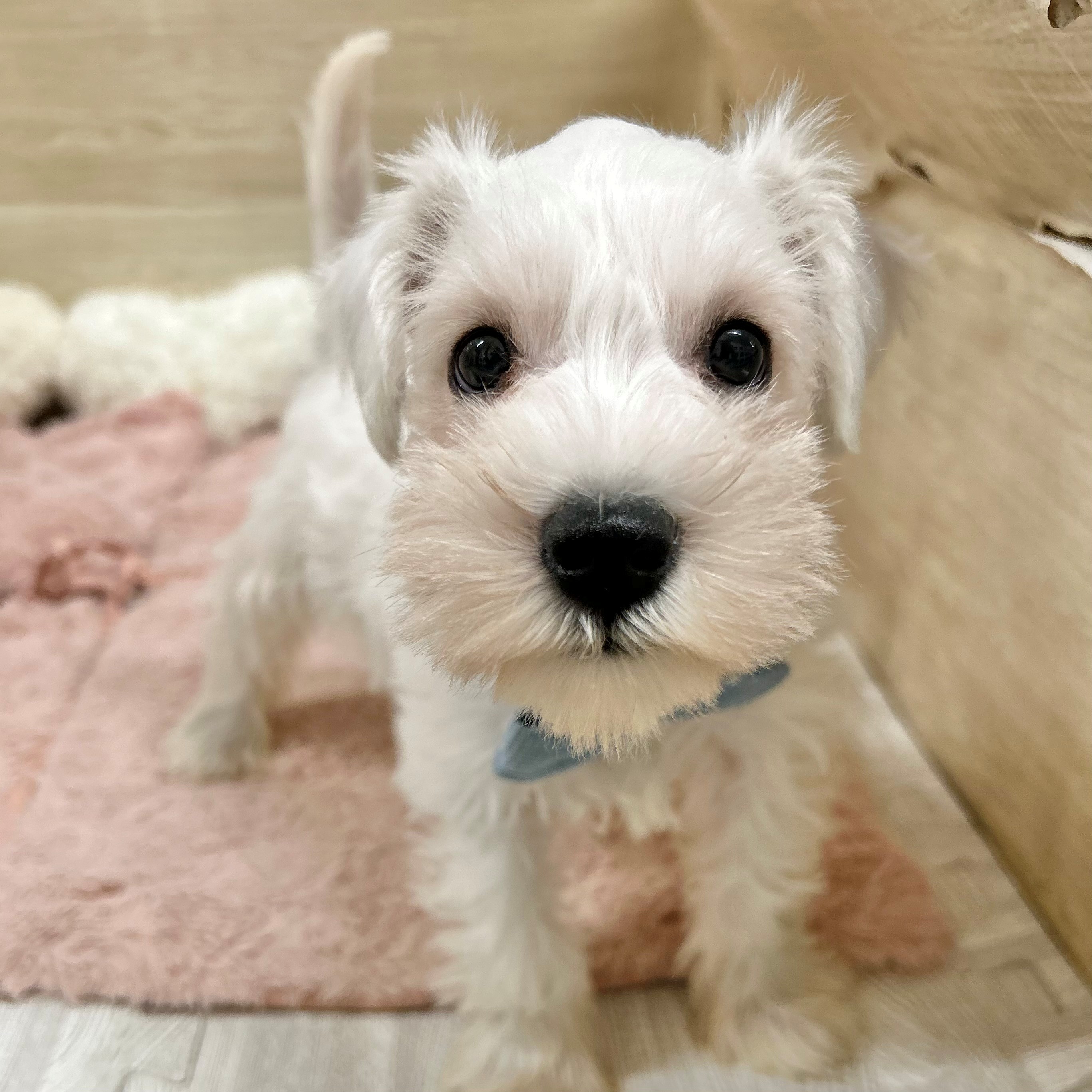 大阪府のミニチュアシュナウザー (犬の家＆猫の里そよら東岸和田店/2026年8月21日生まれ/女の子/ホワイト)の子犬の3枚目の画像
