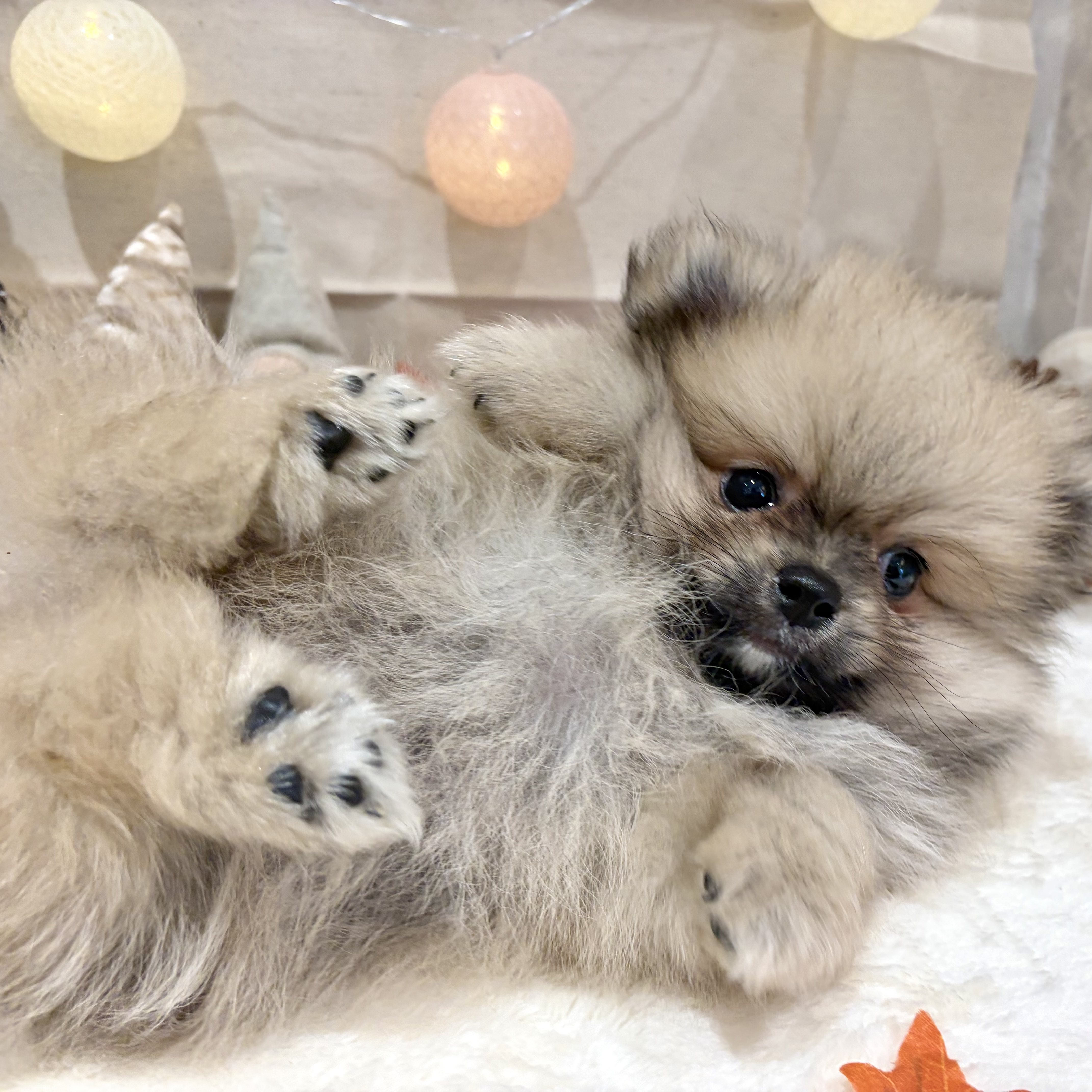 福岡県のポメラニアン (犬の家＆猫の里くりえいと宗像店/2026年8月23日生まれ/男の子/ウルフセーブル)の子犬の3枚目の画像