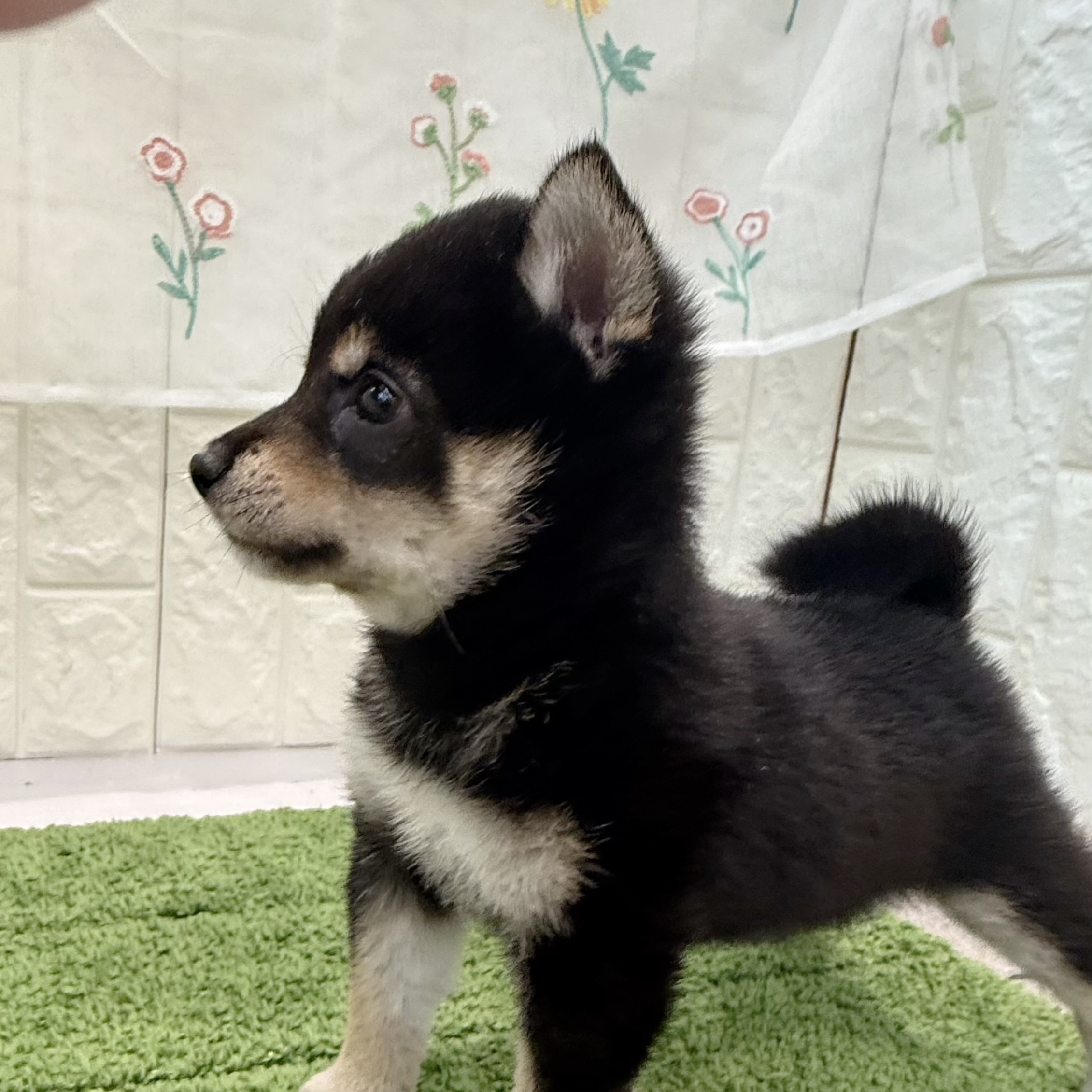岡山県の豆柴 (犬の家＆猫の里倉敷店/2026年8月23日生まれ/男の子/黒)の子犬の3枚目の画像