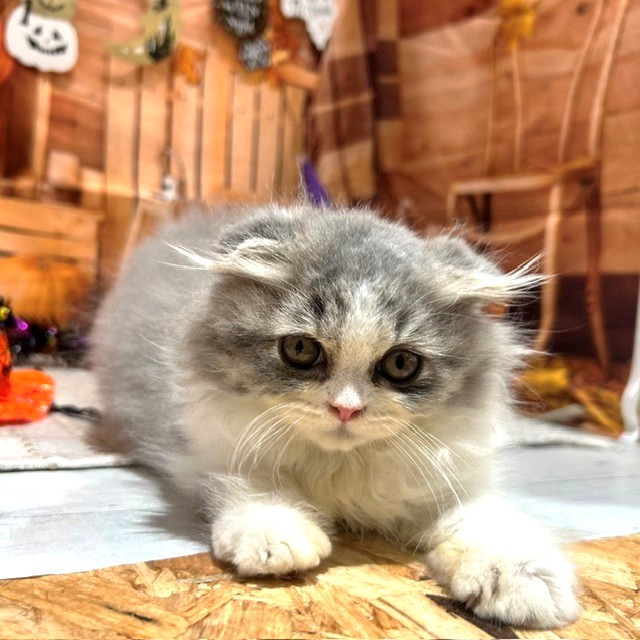 福岡県のスコティッシュフォールド (犬の家＆猫の里トリアス久山店/2026年8月20日生まれ/女の子/ブルーホワイト)の子猫の3枚目の画像