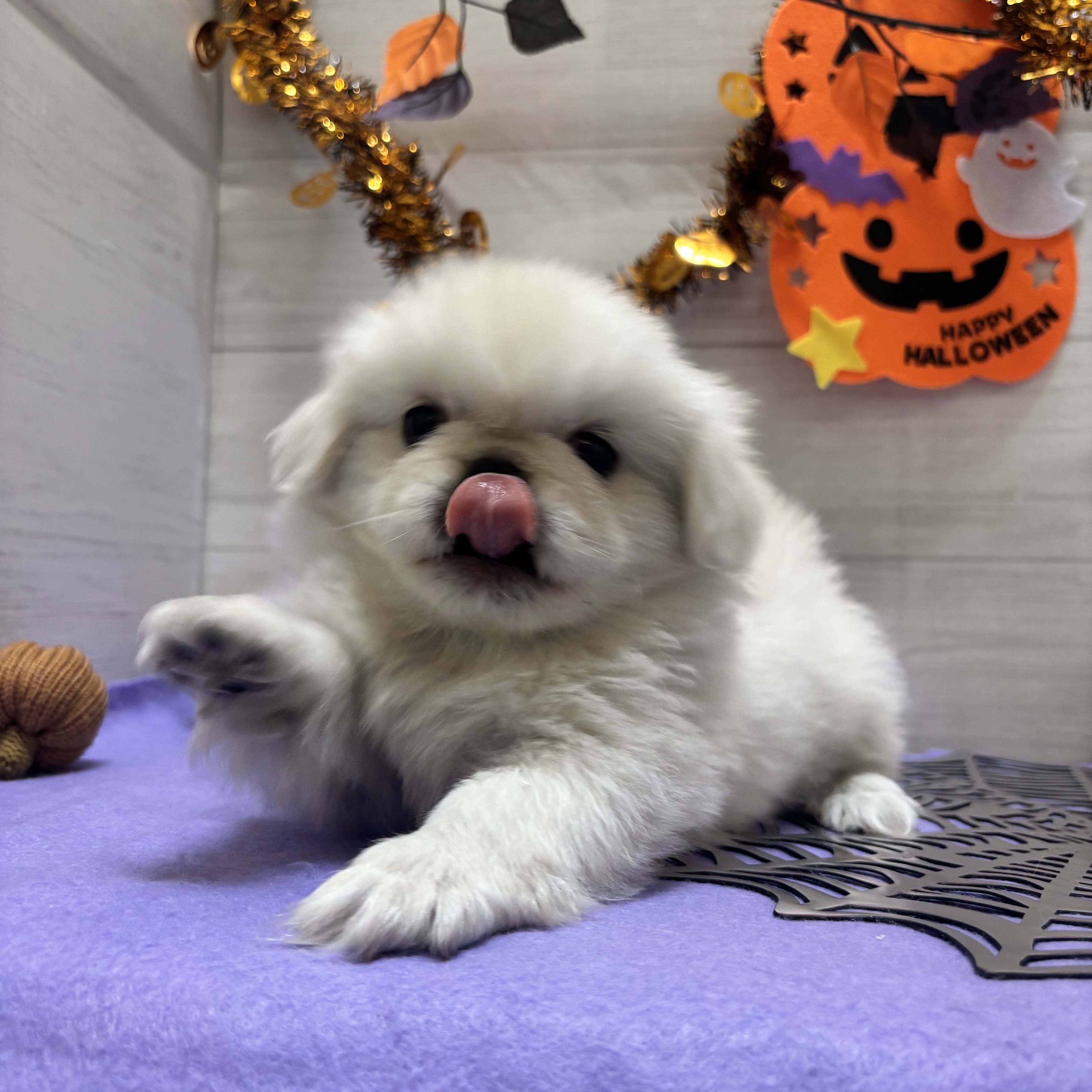 岡山県のペキニーズ (犬の家＆猫の里天満屋ハピーズ西大寺モール店/2026年8月21日生まれ/女の子/ホワイト)の子犬の3枚目の画像