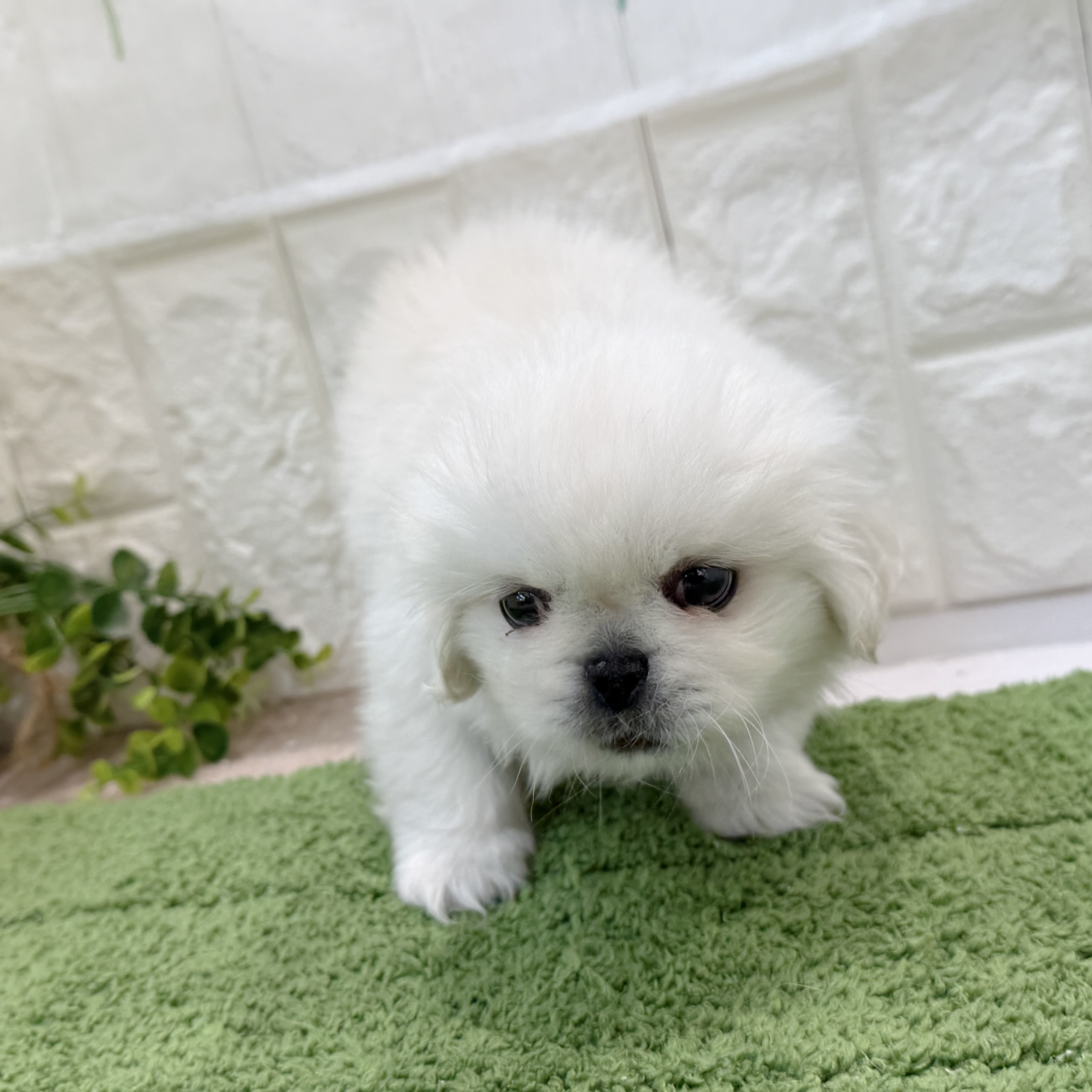 岡山県のペキニーズ (犬の家＆猫の里倉敷店/2026年8月21日生まれ/男の子/ホワイト)の子犬の3枚目の画像