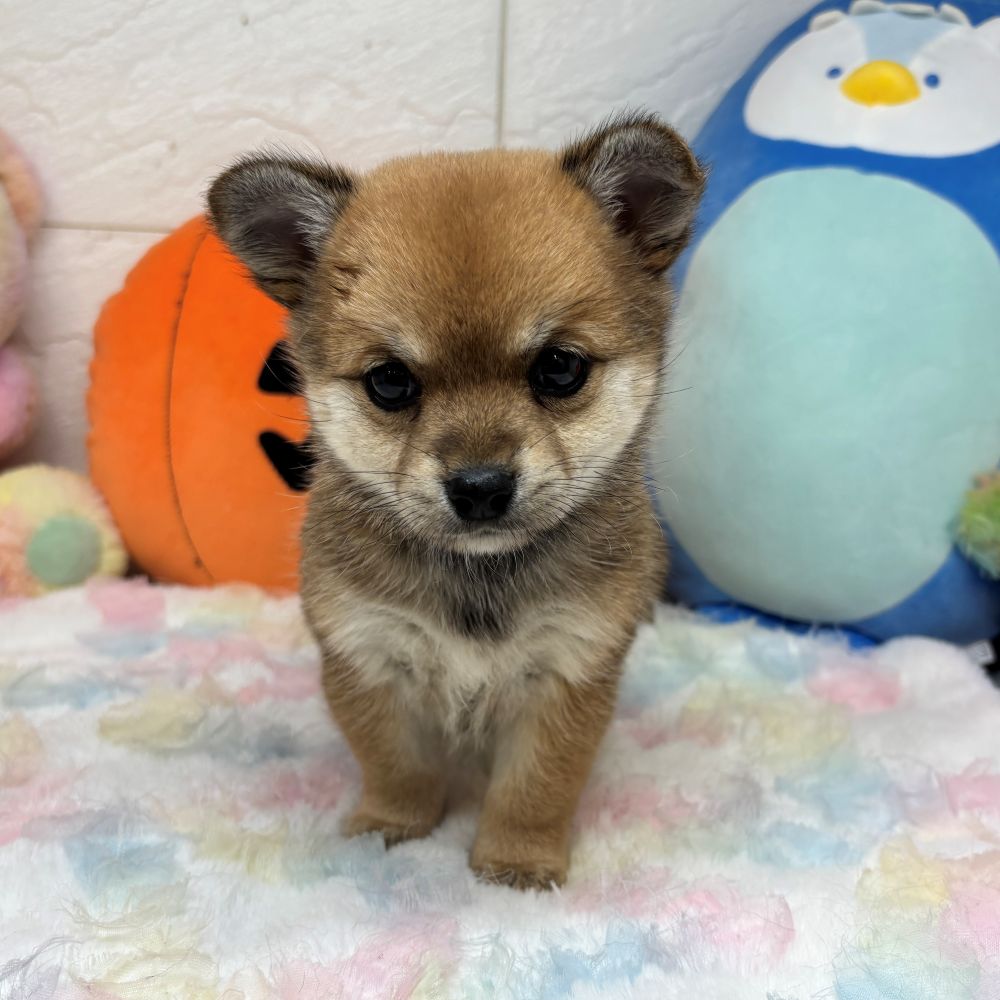 兵庫県のチワ柴/柴チワ/チワシバ(チワワ×柴) (犬の家＆猫の里ゆめタウン姫路店/2026年8月23日生まれ/女の子/赤)の子犬の3枚目の画像