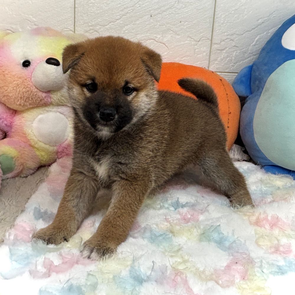 兵庫県の柴犬(標準サイズ) (犬の家＆猫の里ゆめタウン姫路店/2026年8月21日生まれ/男の子/赤)の子犬の3枚目の画像