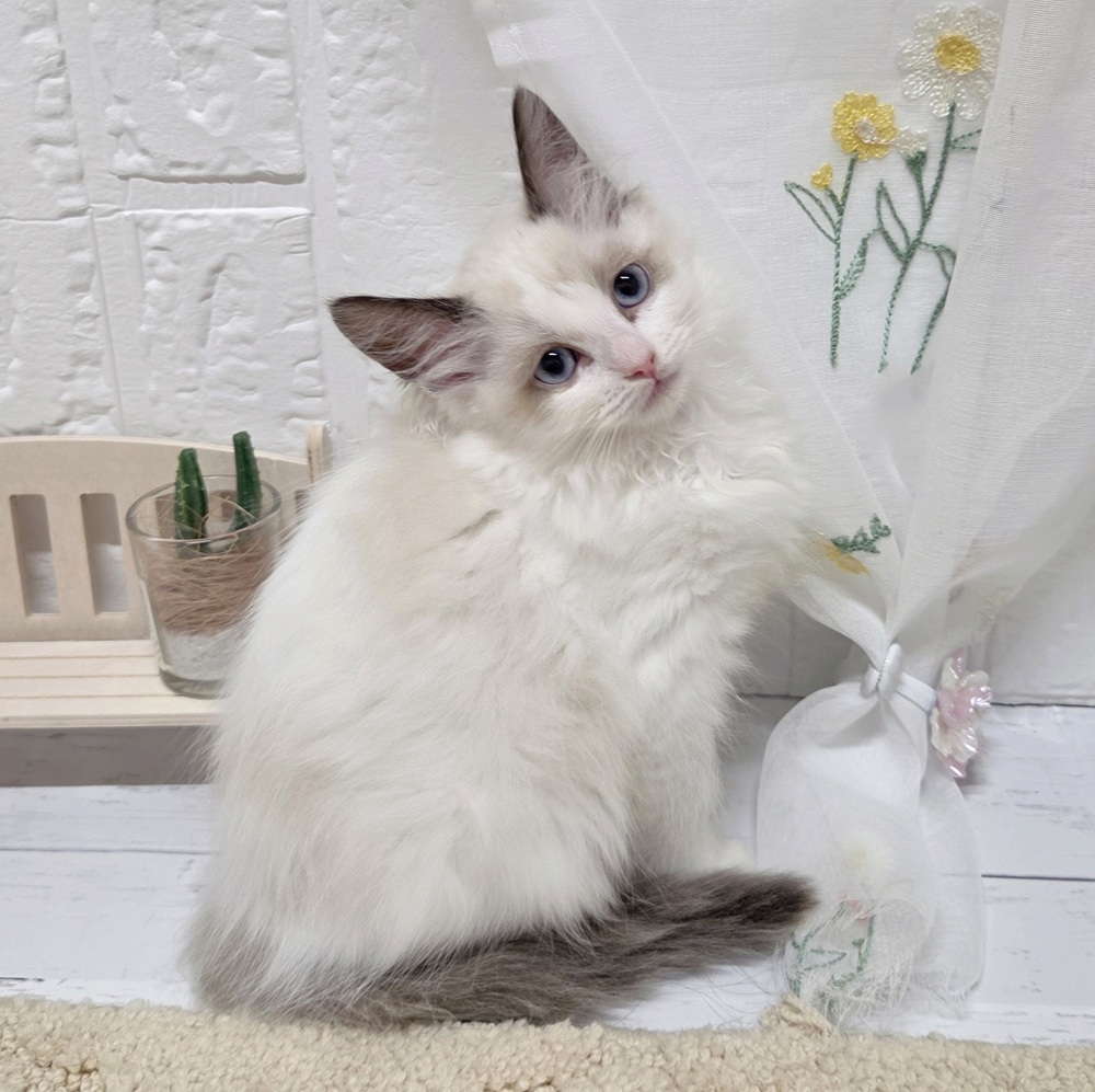 岡山県のラグドール (犬の家＆猫の里岡山店/2026年8月13日生まれ/女の子/シールポイントバイカラー)の子猫の3枚目の画像