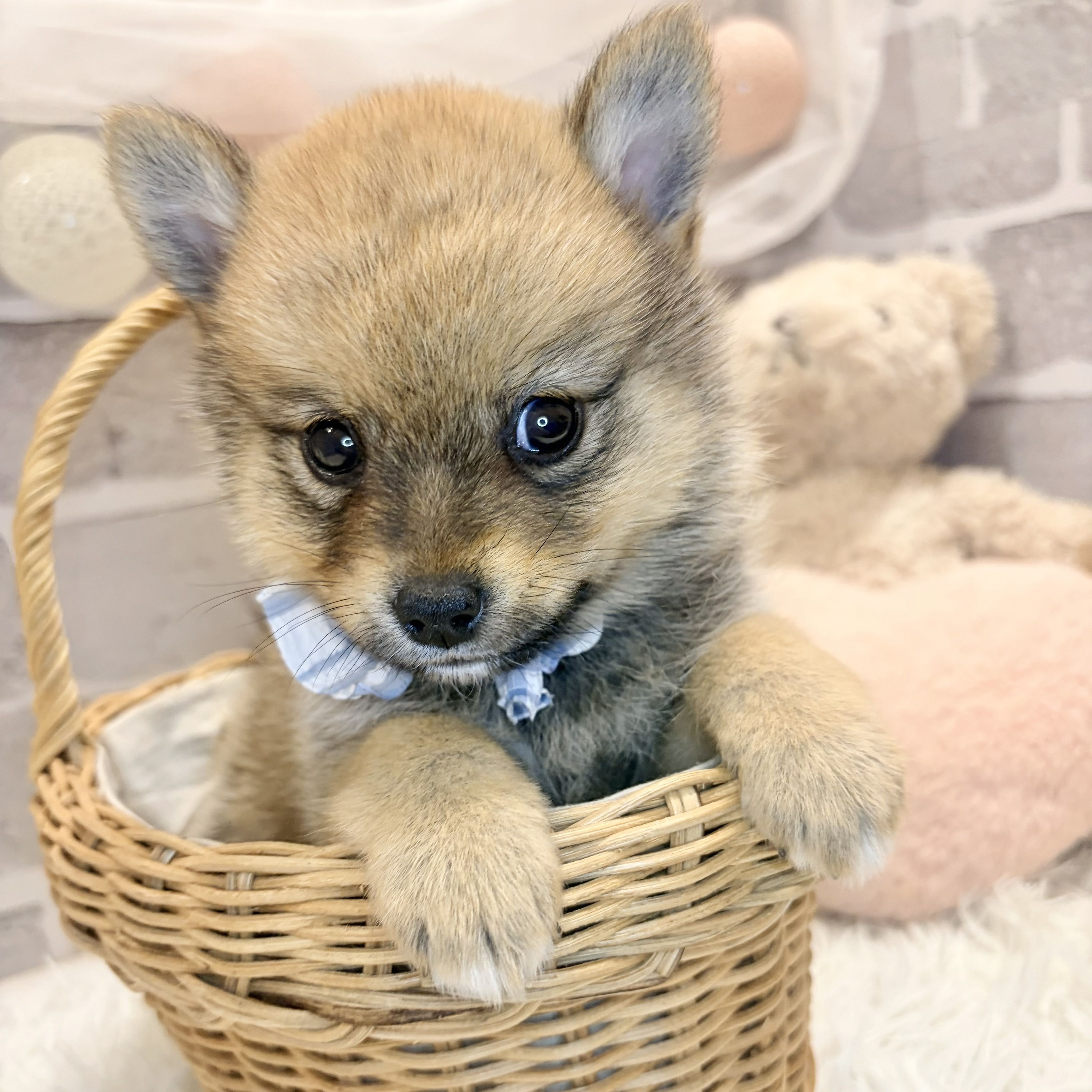 兵庫県のポメ柴/豆ポメ/ポメ豆柴(ポメラニアン×柴犬) (犬の家＆猫の里神戸店/2026年8月23日生まれ/男の子/オレンジ)の子犬の3枚目の画像