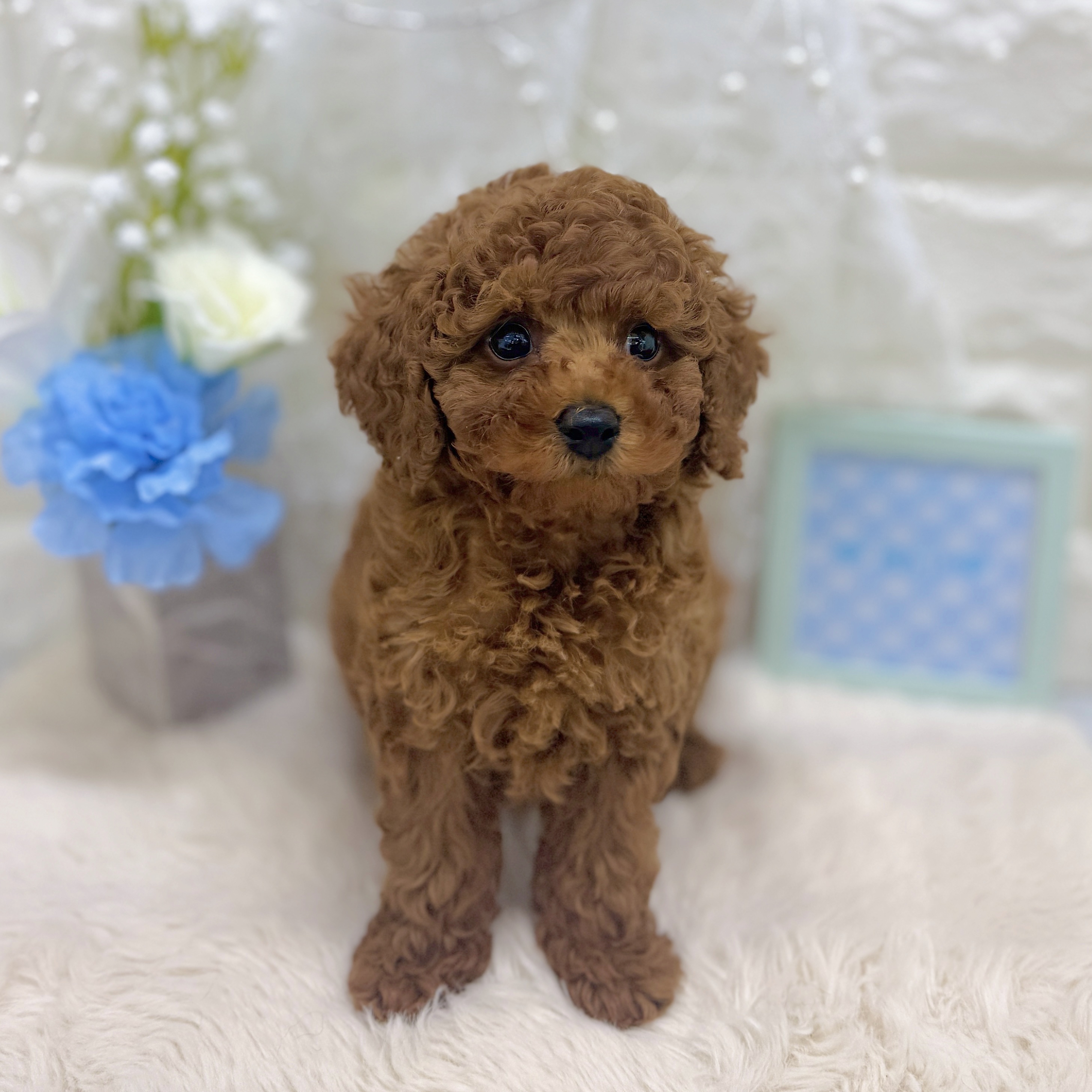 福井県のトイプードル(トイ) (犬の家＆猫の里アミーゴ福井大和田店/2026年8月22日生まれ/男の子/レッド)の子犬の3枚目の画像
