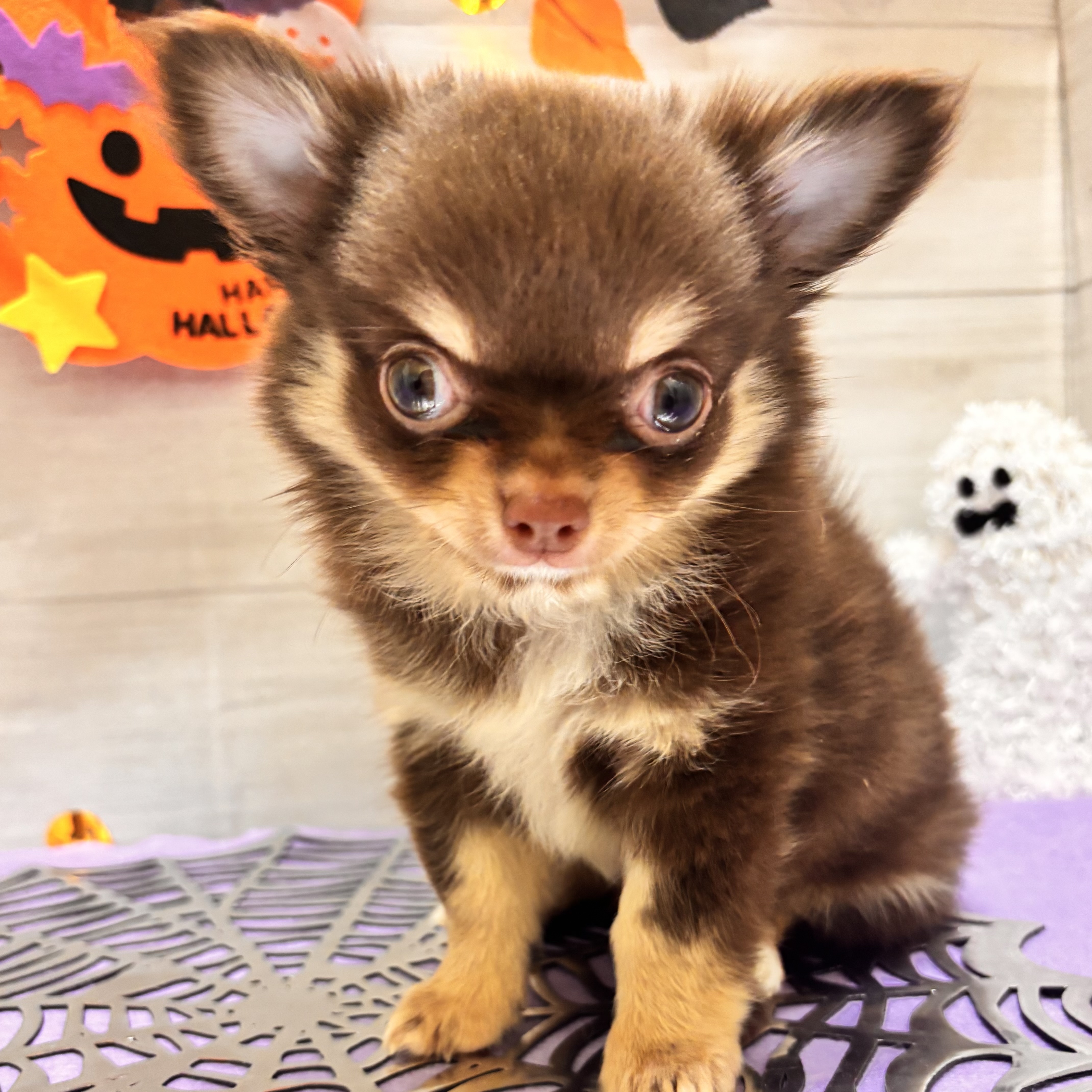 岡山県のチワワ(ロング) (犬の家＆猫の里天満屋ハピーズ西大寺モール店/2026年8月22日生まれ/男の子/チョコレートタン)の子犬の3枚目の画像