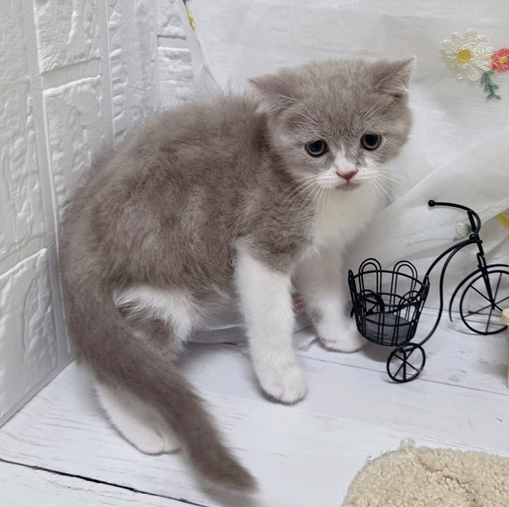 岡山県のブリティッシュショートヘアー (犬の家＆猫の里岡山店/2026年8月18日生まれ/男の子/ライラックタビーホワイト)の子猫の3枚目の画像