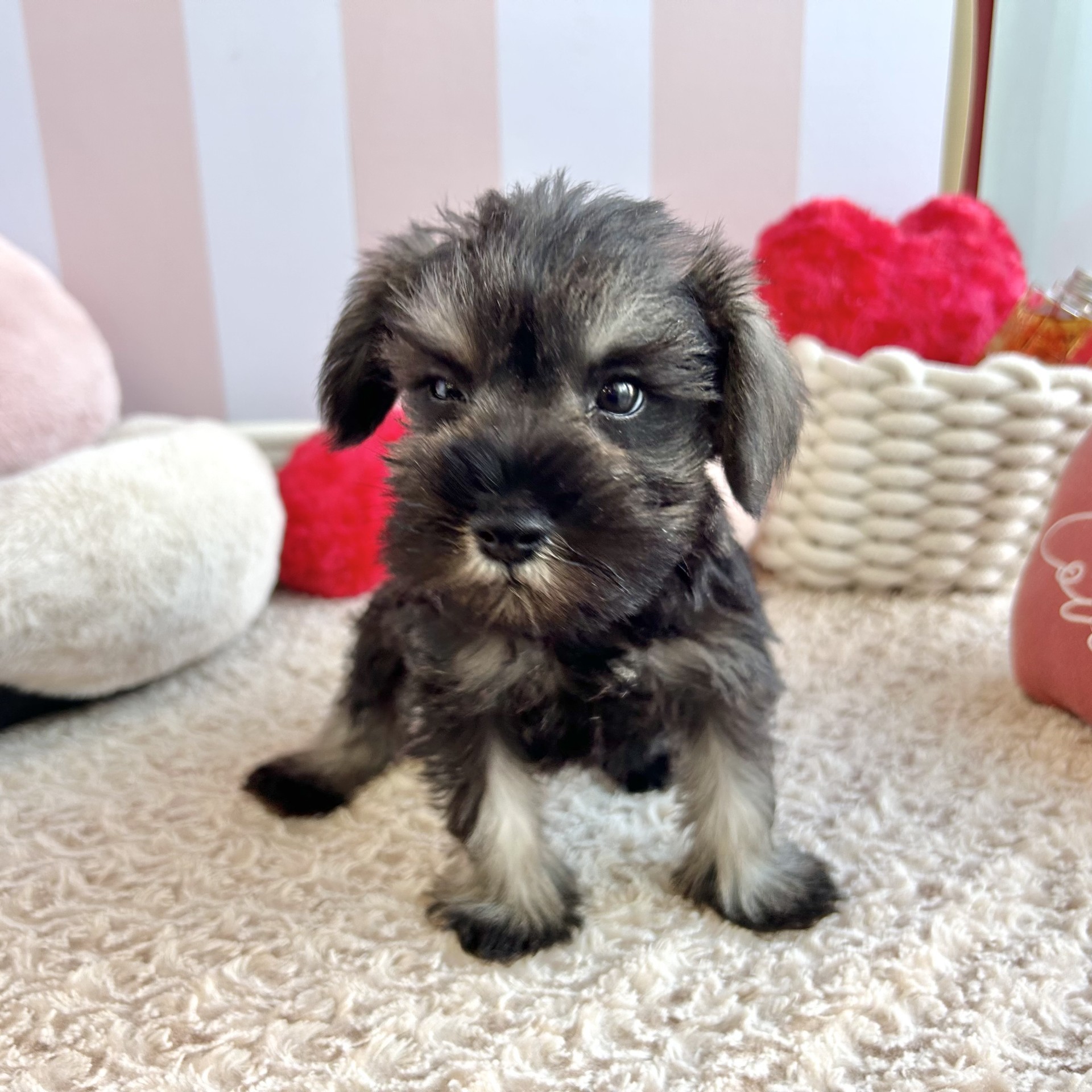 岡山県のミニチュアシュナウザー (犬の家＆猫の里倉敷中庄店/2026年8月19日生まれ/男の子/ソルトペッパー)の子犬の3枚目の画像