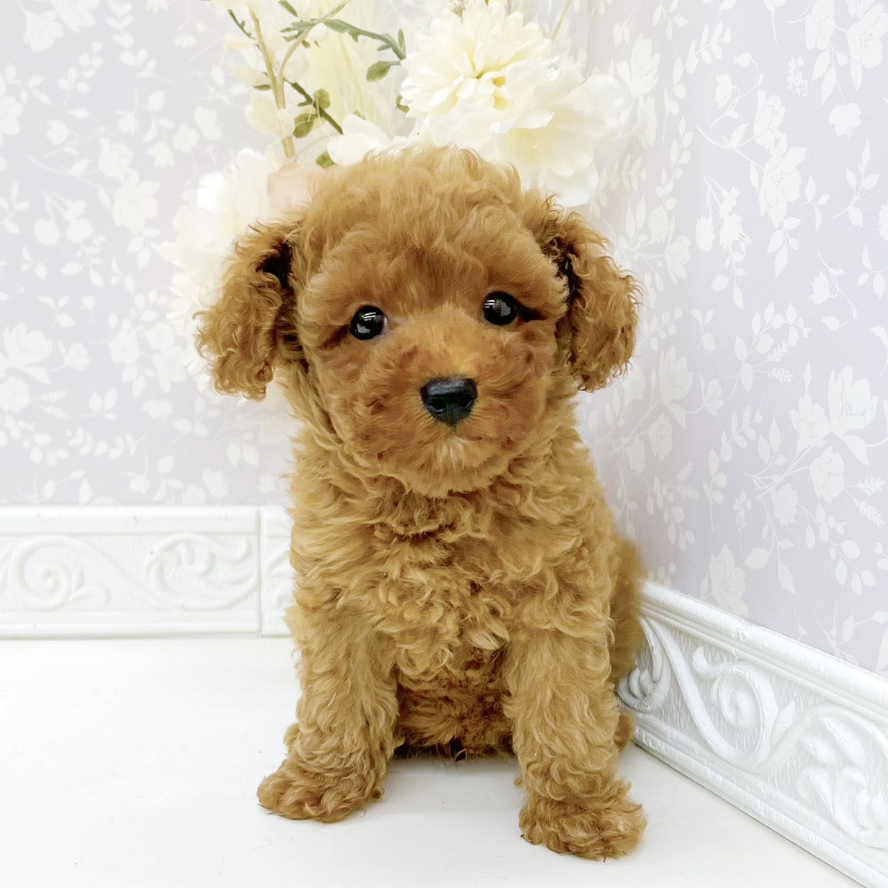 富山県のトイプードル(トイ) (犬の家＆猫の里富山店/2026年8月15日生まれ/男の子/レッドフォーン)の子犬の1枚目の画像
