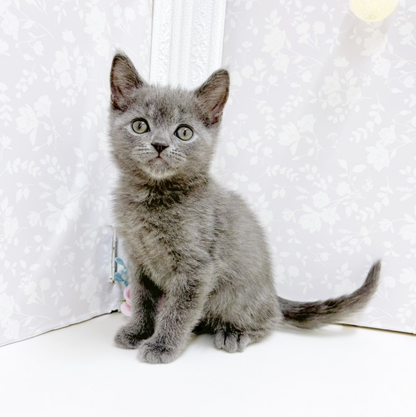 富山県のブリティッシュショートヘアー (犬の家＆猫の里アミーゴ高岡蓮花寺店/2026年8月21日生まれ/男の子/ブルー)の子猫の3枚目の画像