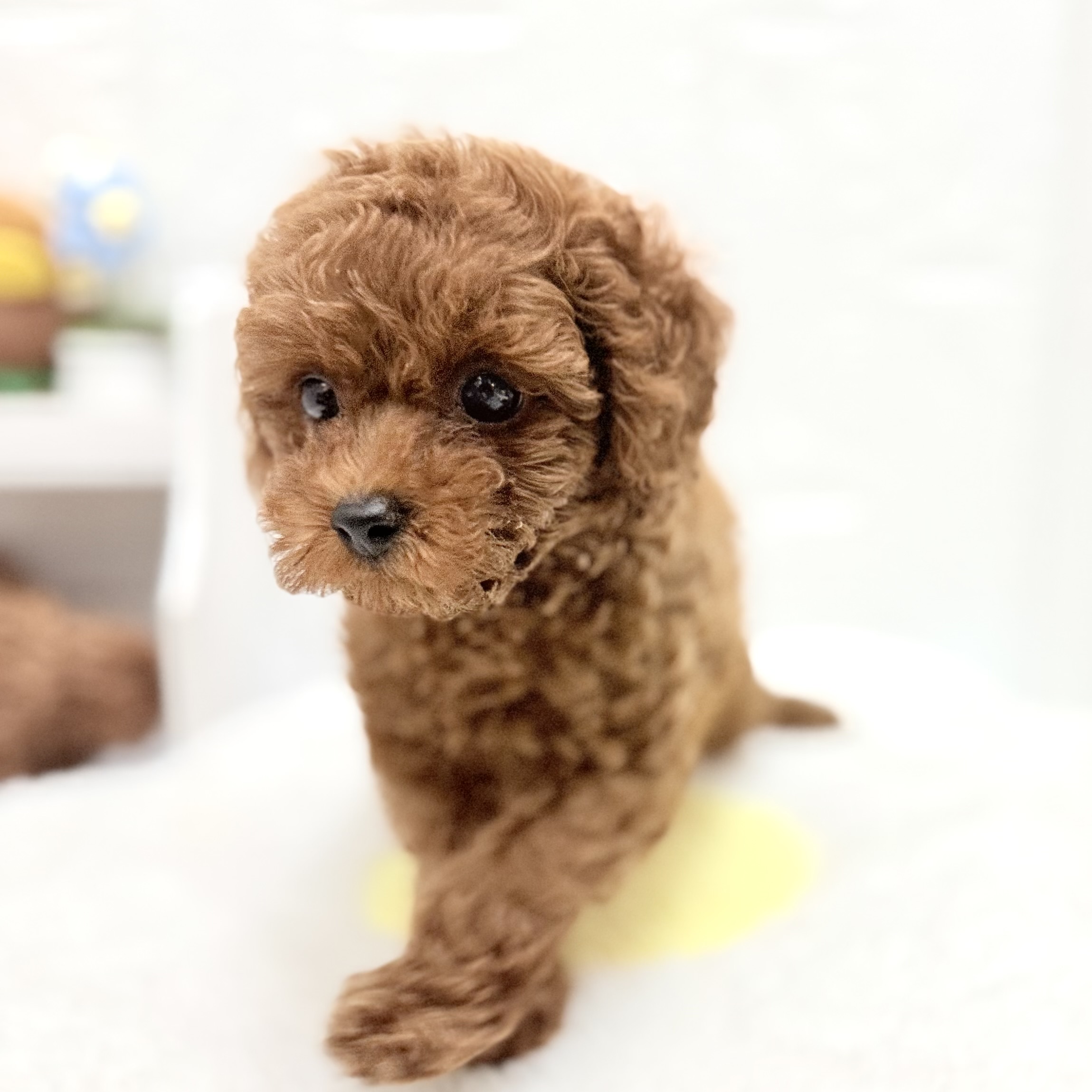 愛知県のトイプードル(トイ) (犬の家＆猫の里豊川インター店/2026年8月20日生まれ/男の子/レッド)の子犬の3枚目の画像