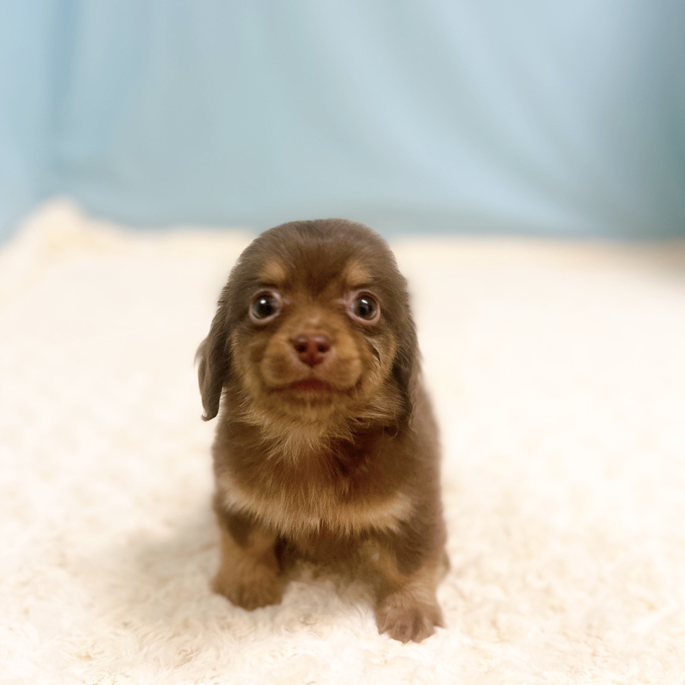 愛知県のチワックス(チワワ×ダックス) (犬の家＆猫の里一宮店/2026年8月23日生まれ/男の子/チョコレートタン)の子犬の3枚目の画像
