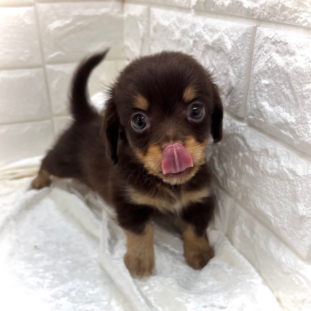 愛知県のチワックス(チワワ×ダックス) (犬の家＆猫の里名古屋天白店/2026年8月23日生まれ/男の子/チョコレートタン)の子犬の3枚目の画像