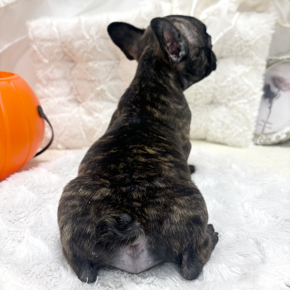 岐阜県のフレンチブルドッグ (犬の家＆猫の里カラフルタウン岐阜店/2026年8月17日生まれ/男の子/ブリンドルホワイト)の子犬の3枚目の画像