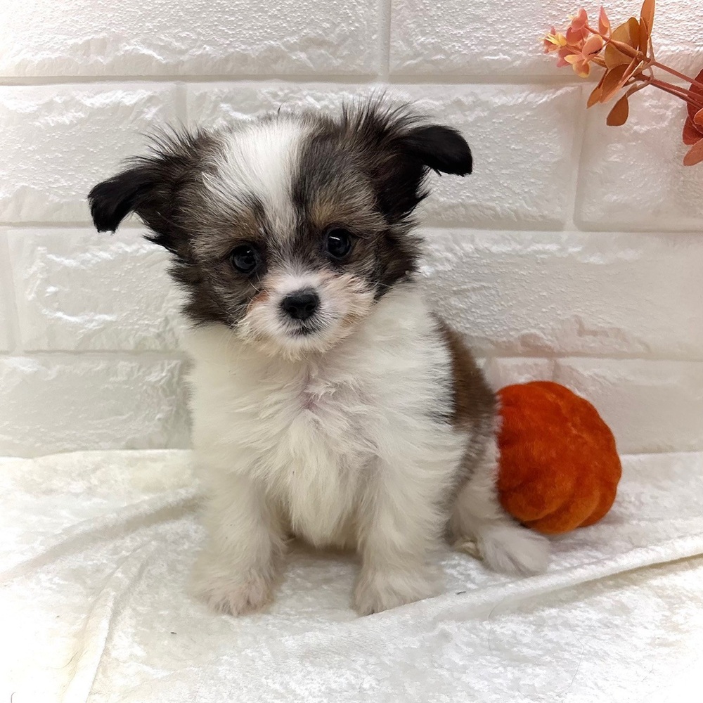 愛知県のハーフ犬・ミックス犬 (犬の家＆猫の里名古屋天白店/2026年8月23日生まれ/男の子/ホワイトゴールド)の子犬の3枚目の画像
