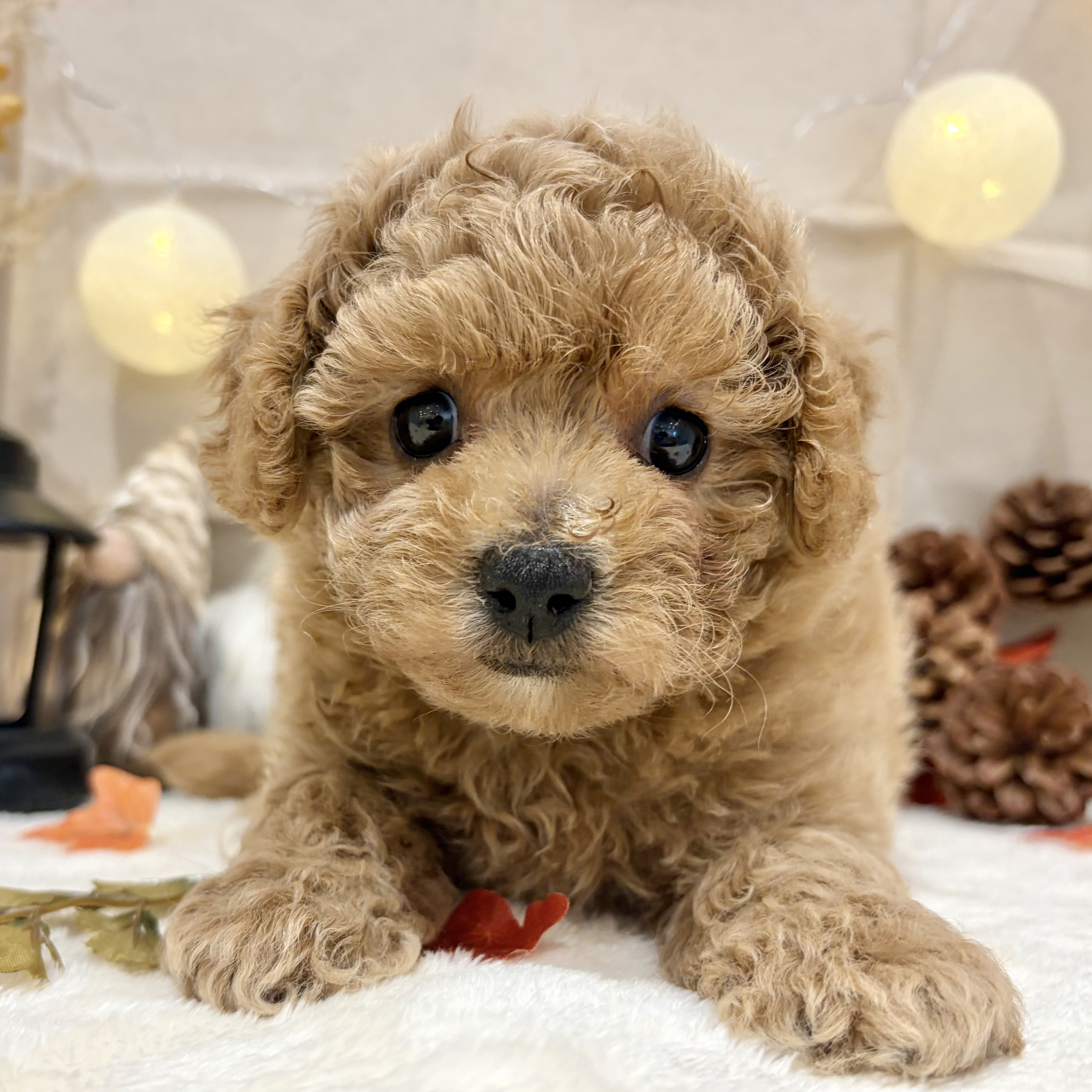 福岡県のビションプー(ビションフリーゼ×プードル) (犬の家＆猫の里くりえいと宗像店/2026年8月25日生まれ/女の子/レッド)の子犬の3枚目の画像