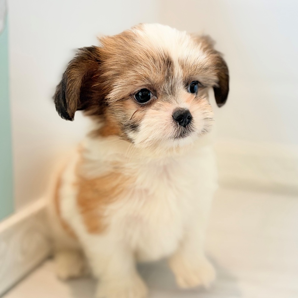 愛知県のハーフ犬・ミックス犬 (犬の家＆猫の里春日井本店/2026年8月23日生まれ/女の子/ホワイトゴールド)の子犬の3枚目の画像
