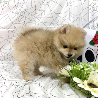 神奈川県のポメラニアン (犬の家＆猫の里小田原店/2026年8月25日生まれ/男の子/オレンジ)の子犬の3枚目の画像