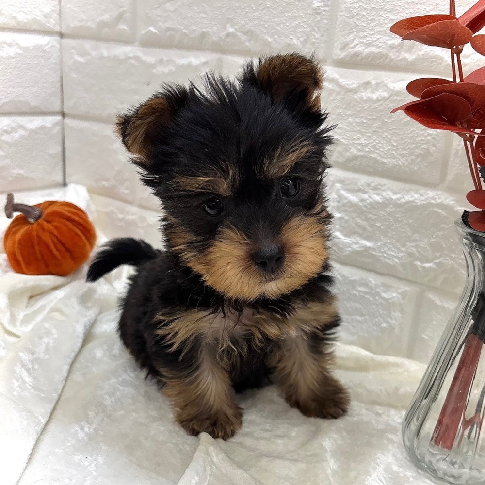 愛知県のヨークシャーテリア (犬の家＆猫の里名古屋天白店/2026年8月23日生まれ/男の子/スチールブルータン)の子犬の3枚目の画像