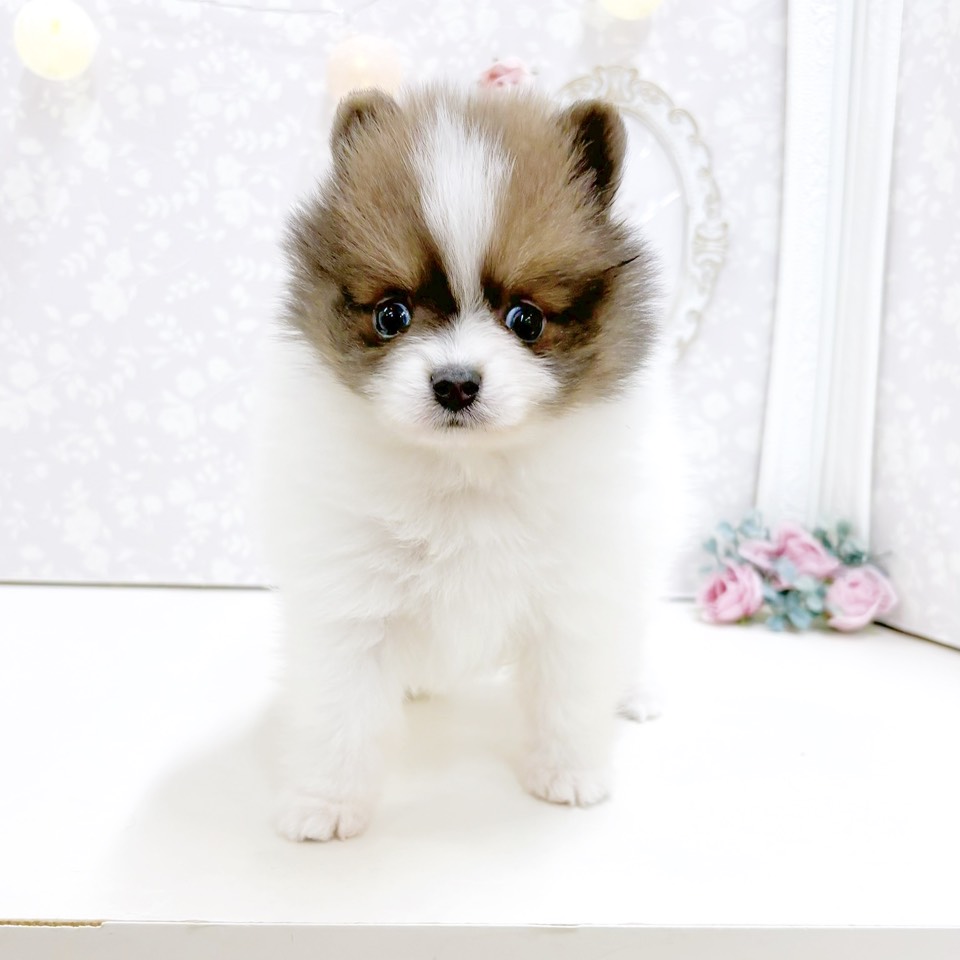 富山県のポメラニアン (犬の家＆猫の里アミーゴ高岡蓮花寺店/2026年8月25日生まれ/女の子/パーティーカラー)の子犬の3枚目の画像