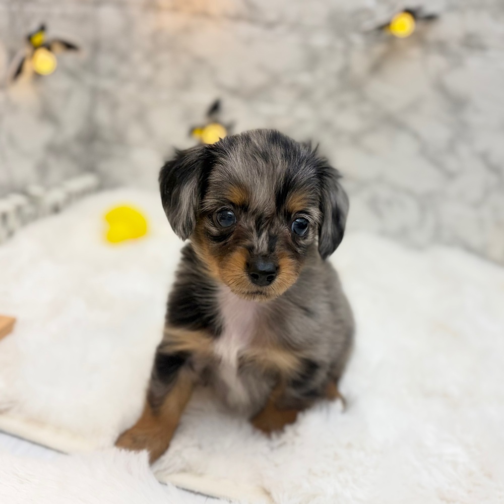 静岡県のチワックス(チワワ×ダックス) (犬の家＆猫の里MEGAドン・キホーテ袋井店/2026年8月24日生まれ/男の子/シルバーダップル)の子犬の3枚目の画像