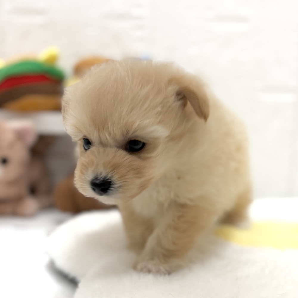 愛知県のポメプー(ポメラニアン×プードル) (犬の家＆猫の里豊川インター店/2026年8月24日生まれ/男の子/アプリコット)の子犬の3枚目の画像