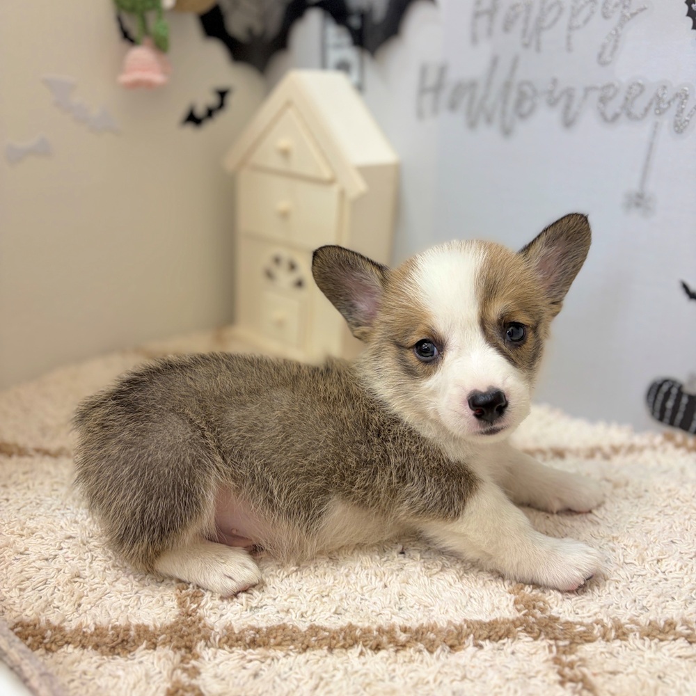 静岡県のウェルシュコーギーペンブローク (犬の家＆猫の里プレ葉ウォーク浜北店/2026年8月24日生まれ/男の子/レッドホワイト)の子犬の3枚目の画像