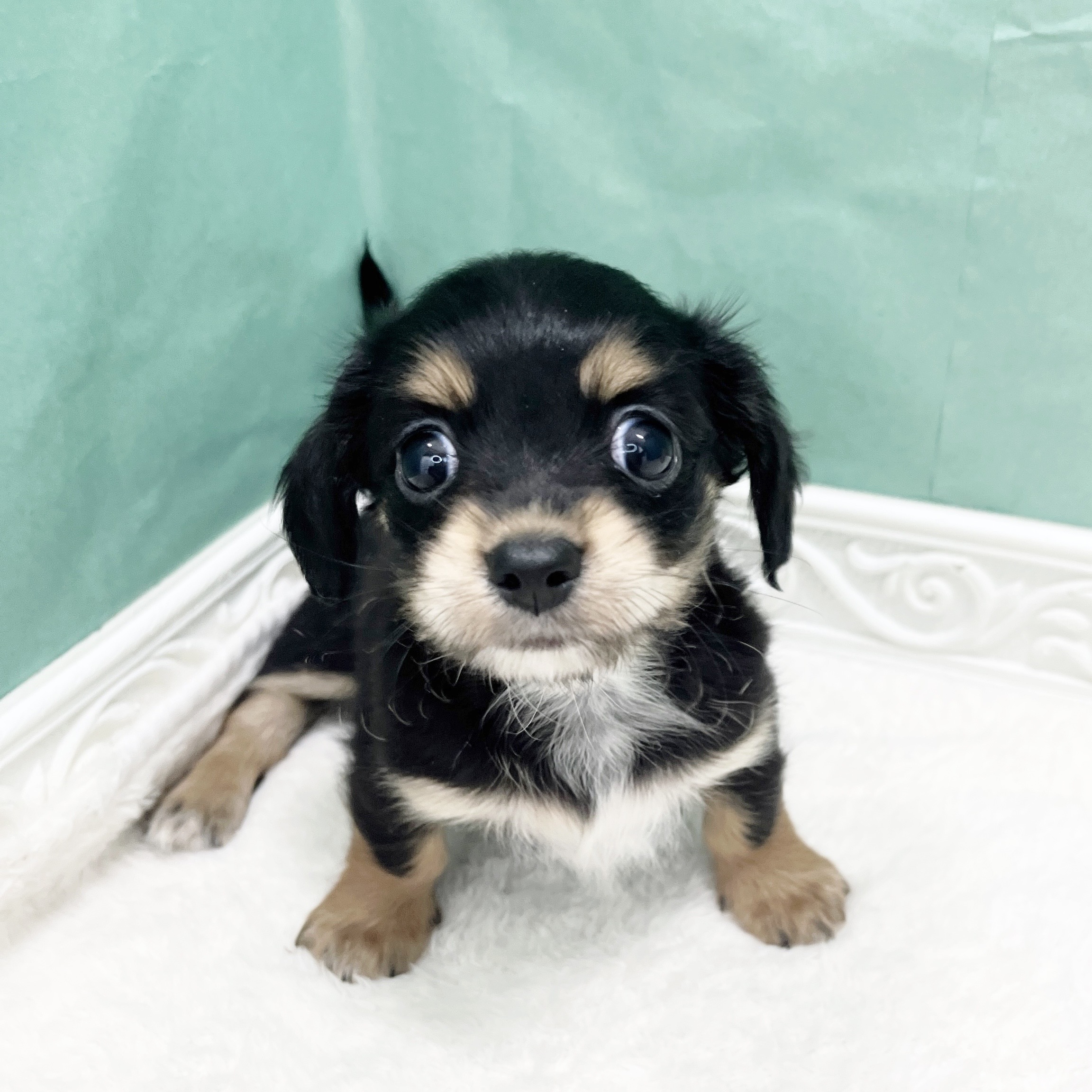 石川県のチワックス(チワワ×ダックス) (犬の家＆猫の里アミーゴ金沢有松店/2026年8月25日生まれ/女の子/ブラックタンホワイト)の子犬の3枚目の画像