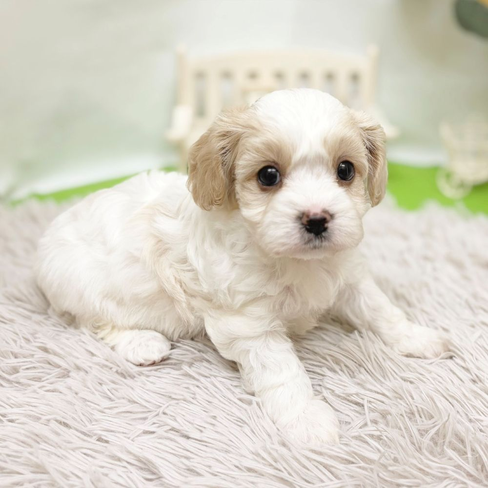静岡県のハーフ犬・ミックス犬 (犬の家＆猫の里藤枝店/2026年8月24日生まれ/女の子/ブレンハイム)の子犬の3枚目の画像