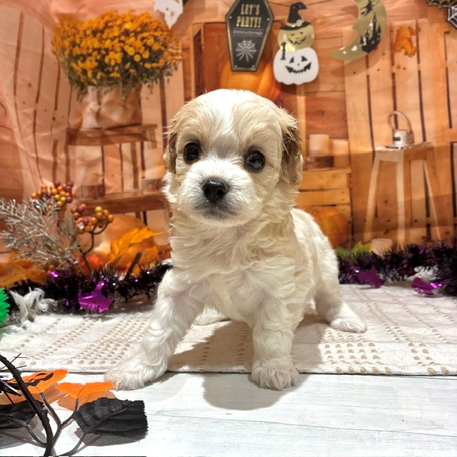 福岡県のハーフ犬・ミックス犬 (犬の家＆猫の里トリアス久山店/2026年8月24日生まれ/女の子/ブレンハイム)の子犬の3枚目の画像