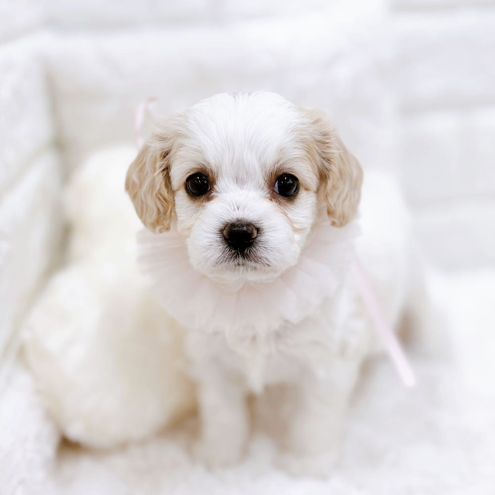 福井県のハーフ犬・ミックス犬 (犬の家＆猫の里アミーゴ福井店/2026年8月24日生まれ/女の子/ブレンハイム)の子犬の3枚目の画像