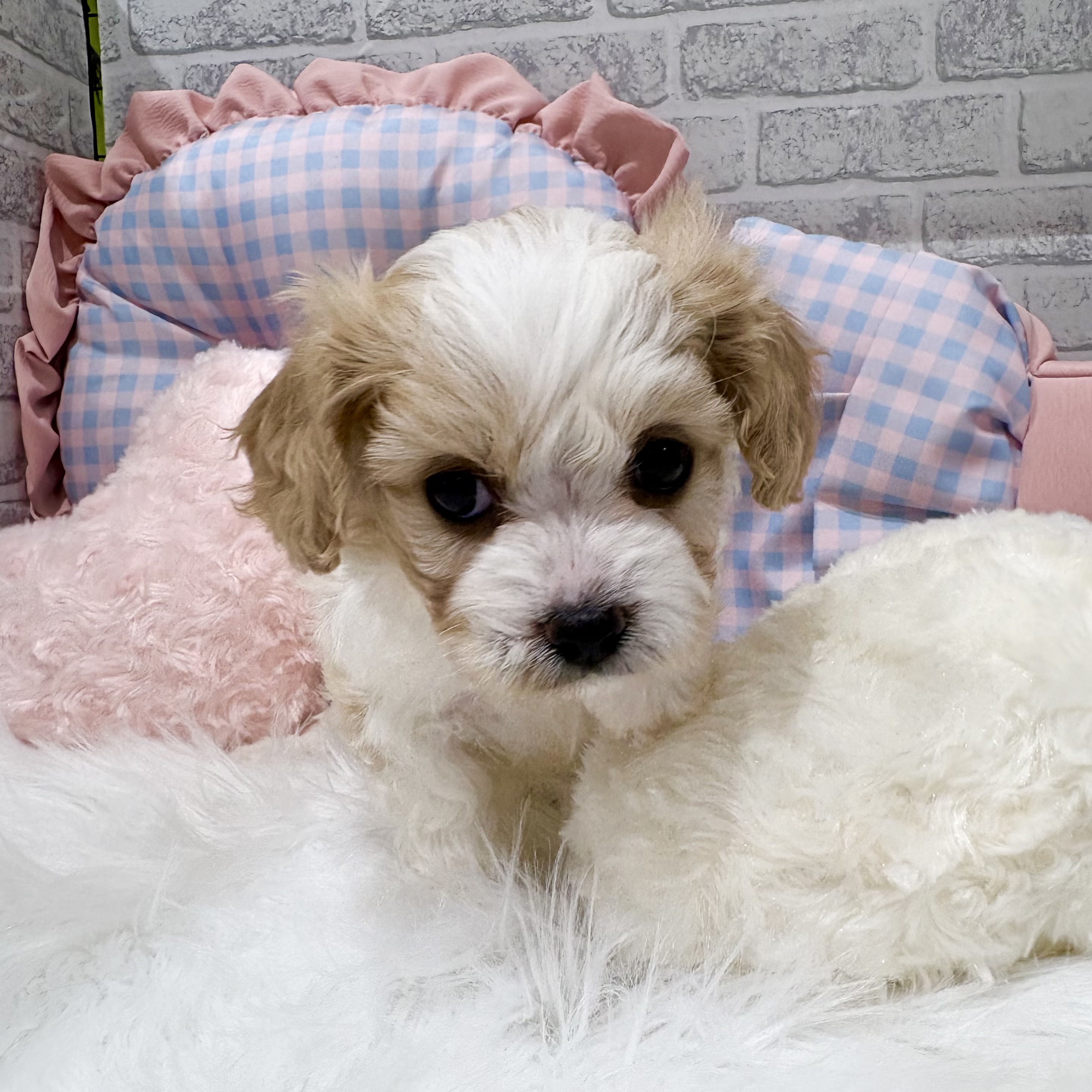 神奈川県のハーフ犬・ミックス犬 (犬の家＆猫の里元住吉ブレーメン通り店/2026年8月24日生まれ/男の子/ブレンハイム)の子犬の3枚目の画像